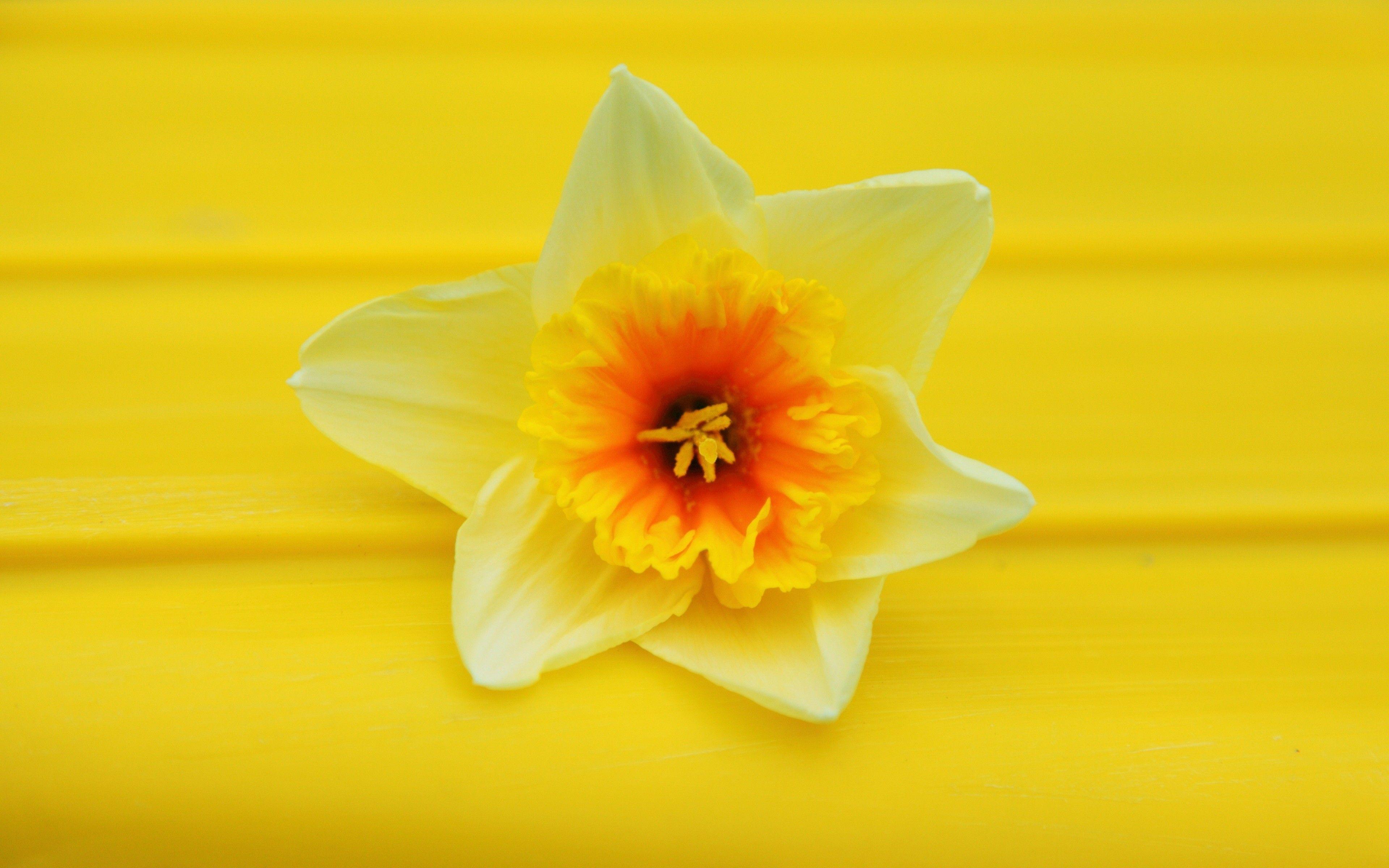 Yellow and White Wallpapers Top Free Yellow and White Backgrounds WallpaperAccess