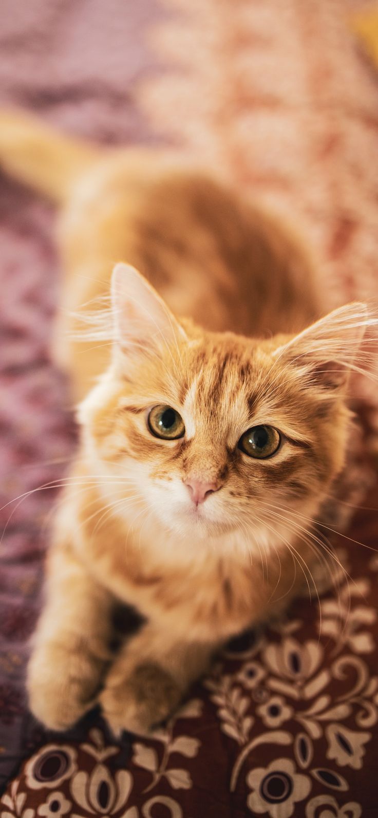 Cute Ginger Cat Wallpapers Top Free Cute Ginger Cat Backgrounds