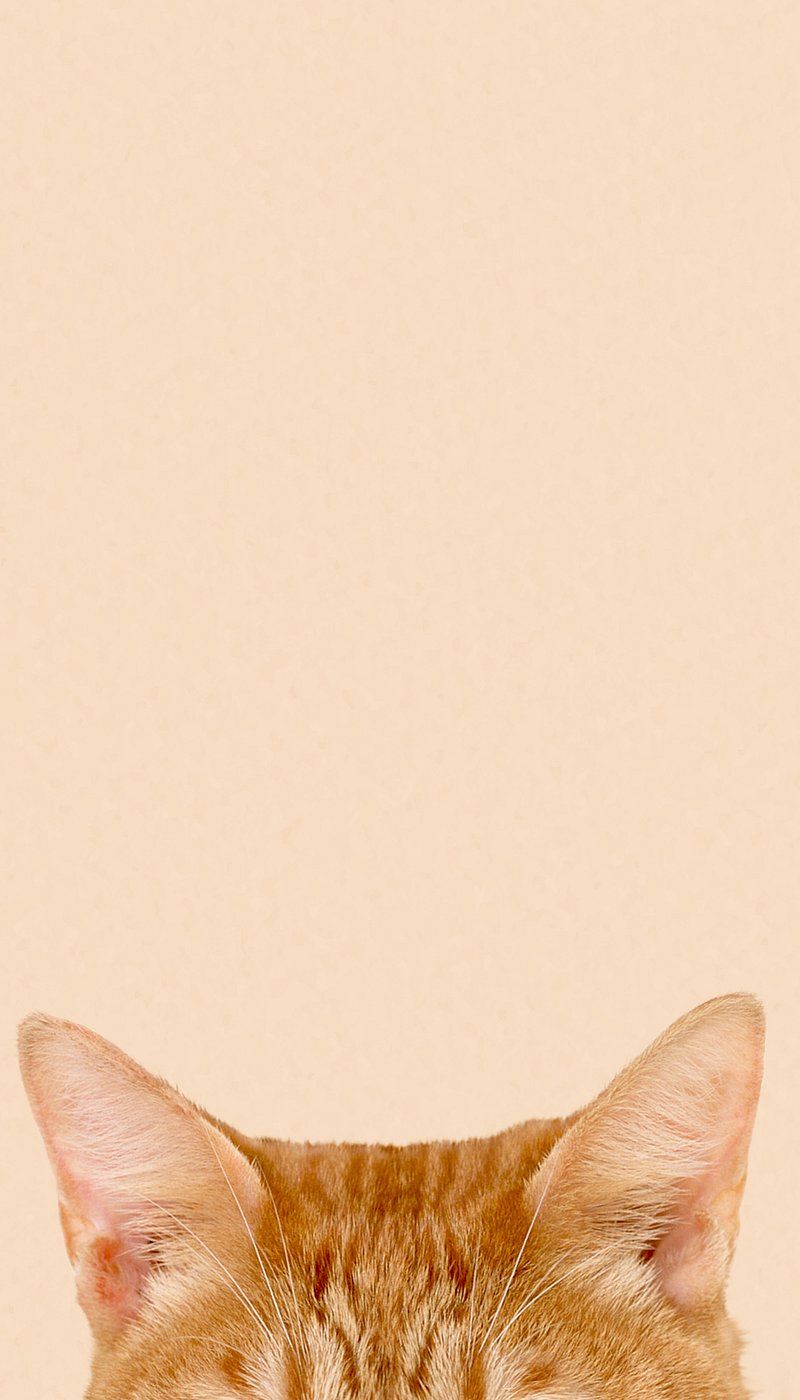 Cute Ginger Cat Wallpapers Top Free Cute Ginger Cat Backgrounds