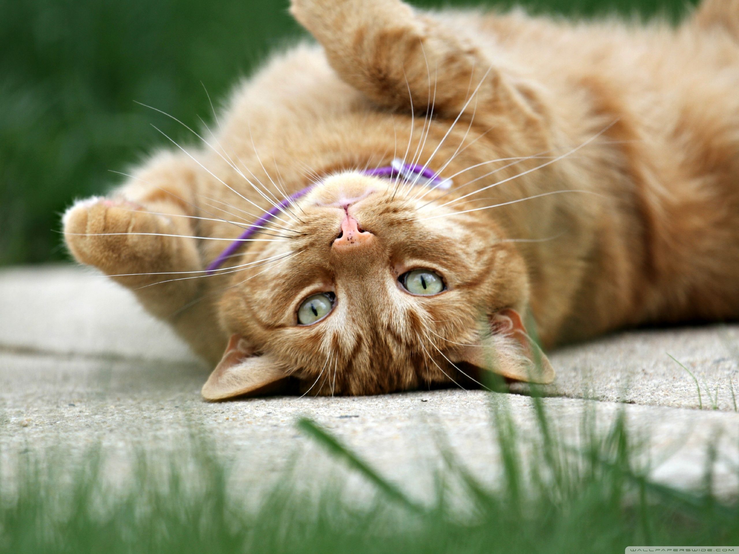 Cute Ginger Cat Wallpapers Top Free Cute Ginger Cat Backgrounds