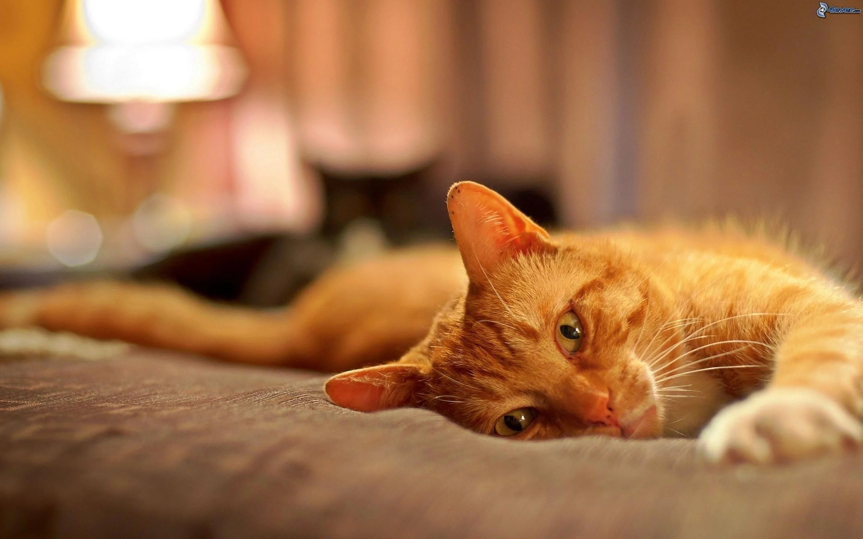 Cute Ginger Cat Wallpapers Top Free Cute Ginger Cat Backgrounds