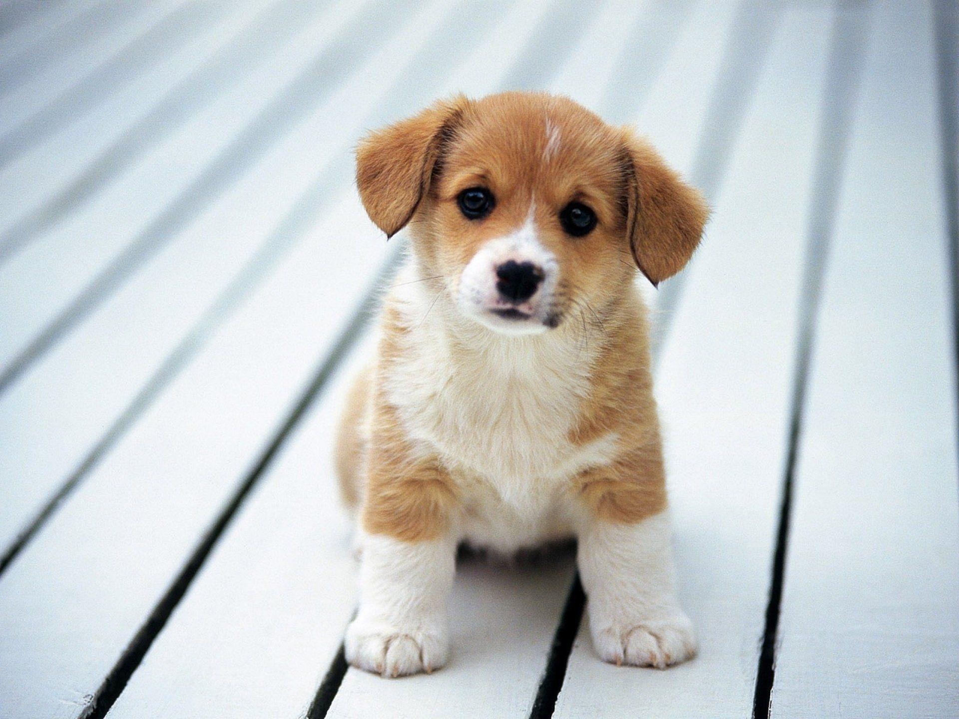 Beautiful Dog Wallpapers Top Những Hình Ảnh Đẹp