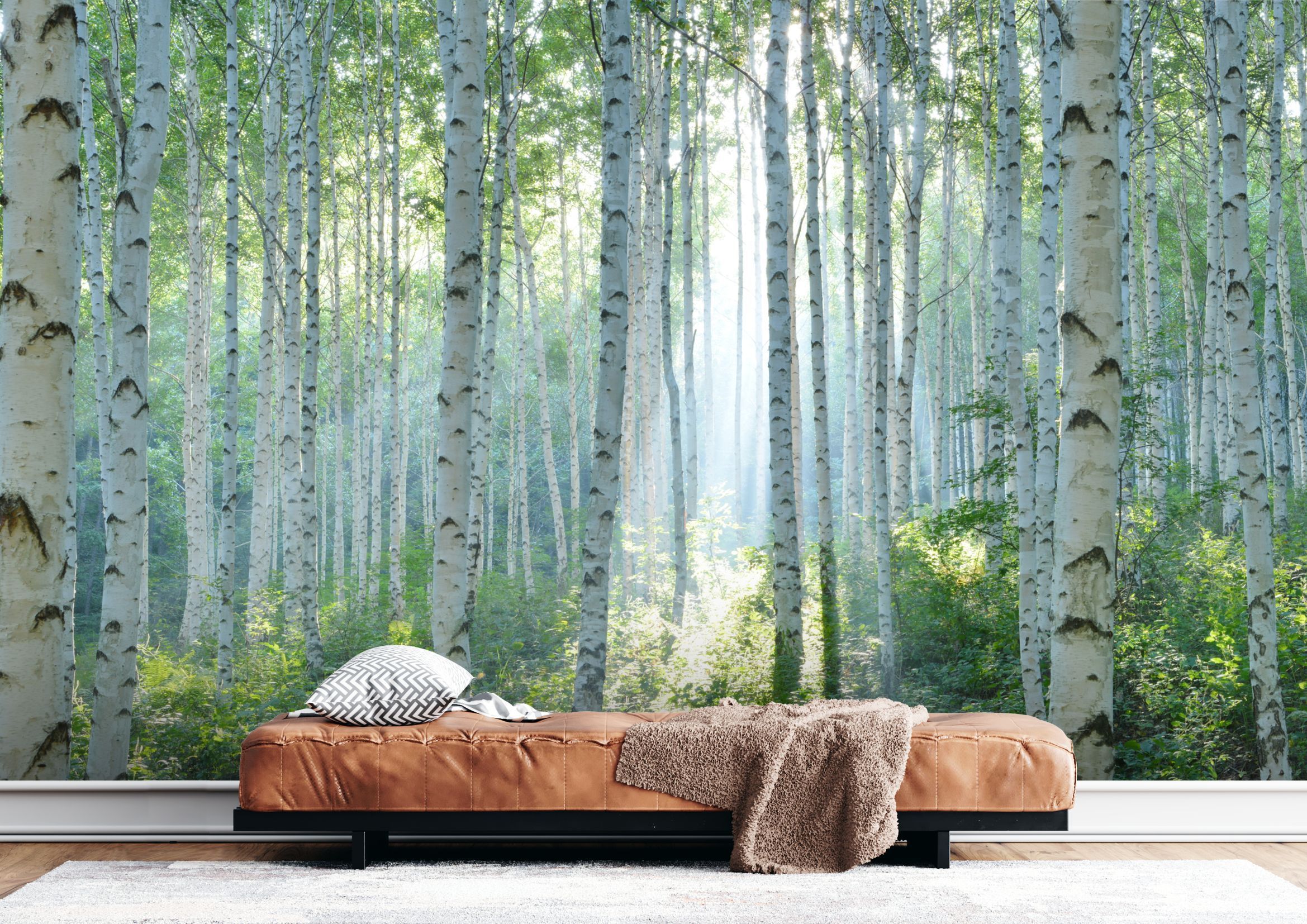 Birch Trees Wallpapers Top Free Birch Trees Backgrounds WallpaperAccess