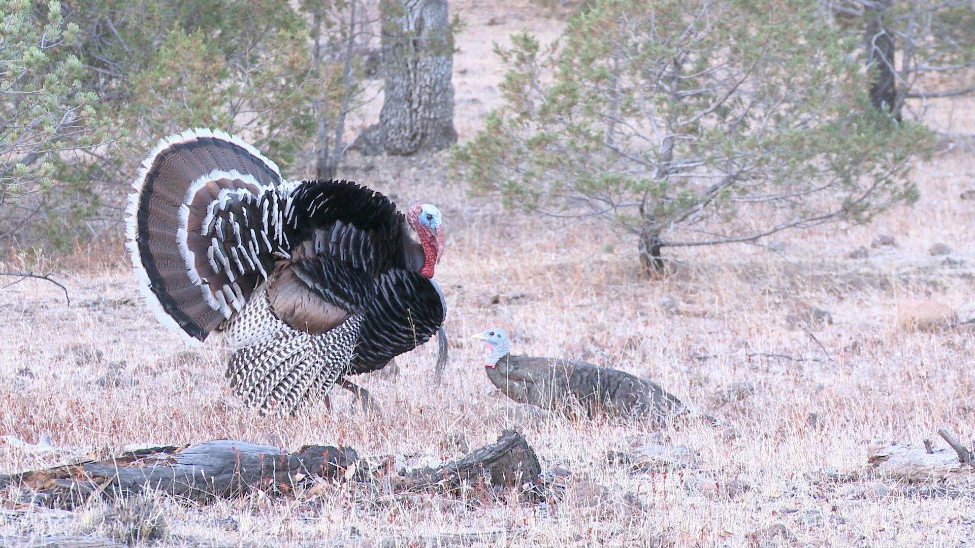 Turkey Hunting Wallpapers Top Free Turkey Hunting Backgrounds