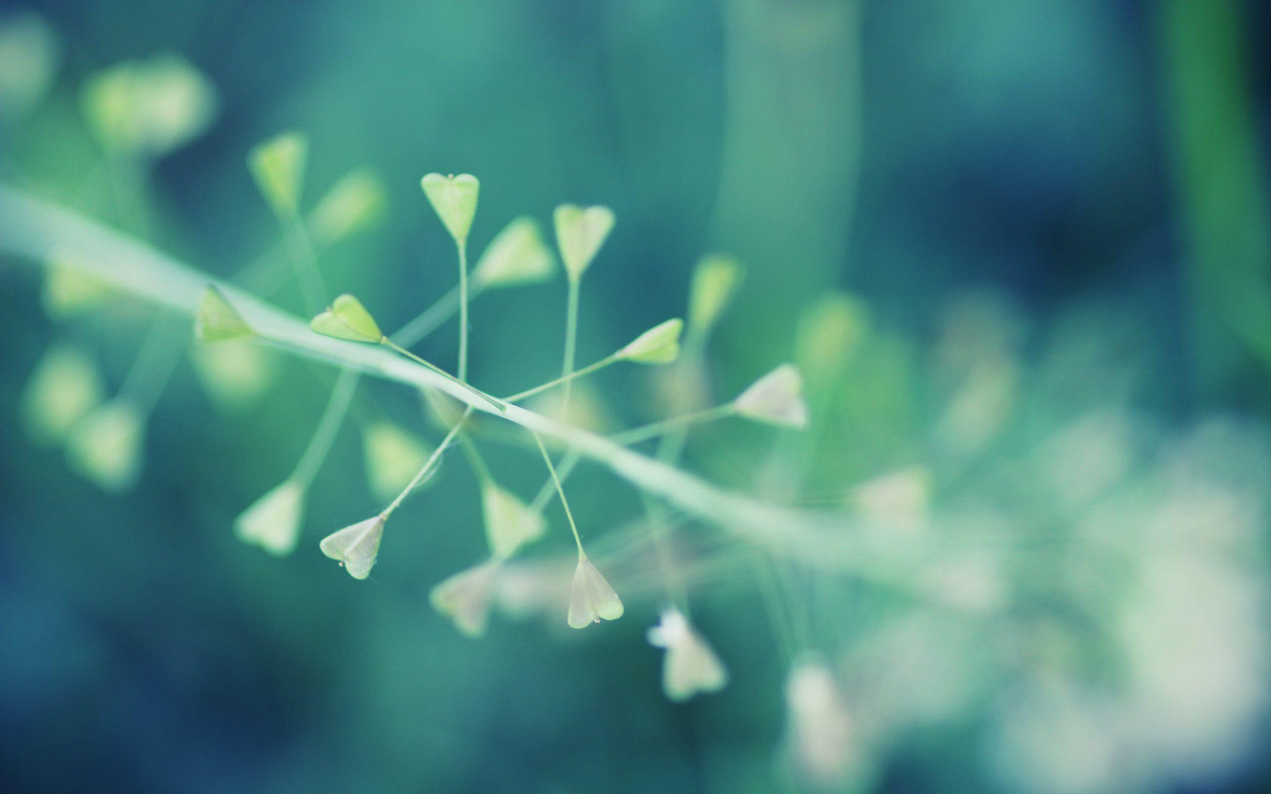 Minimalist Plant Wallpapers Top Free Minimalist Plant Backgrounds