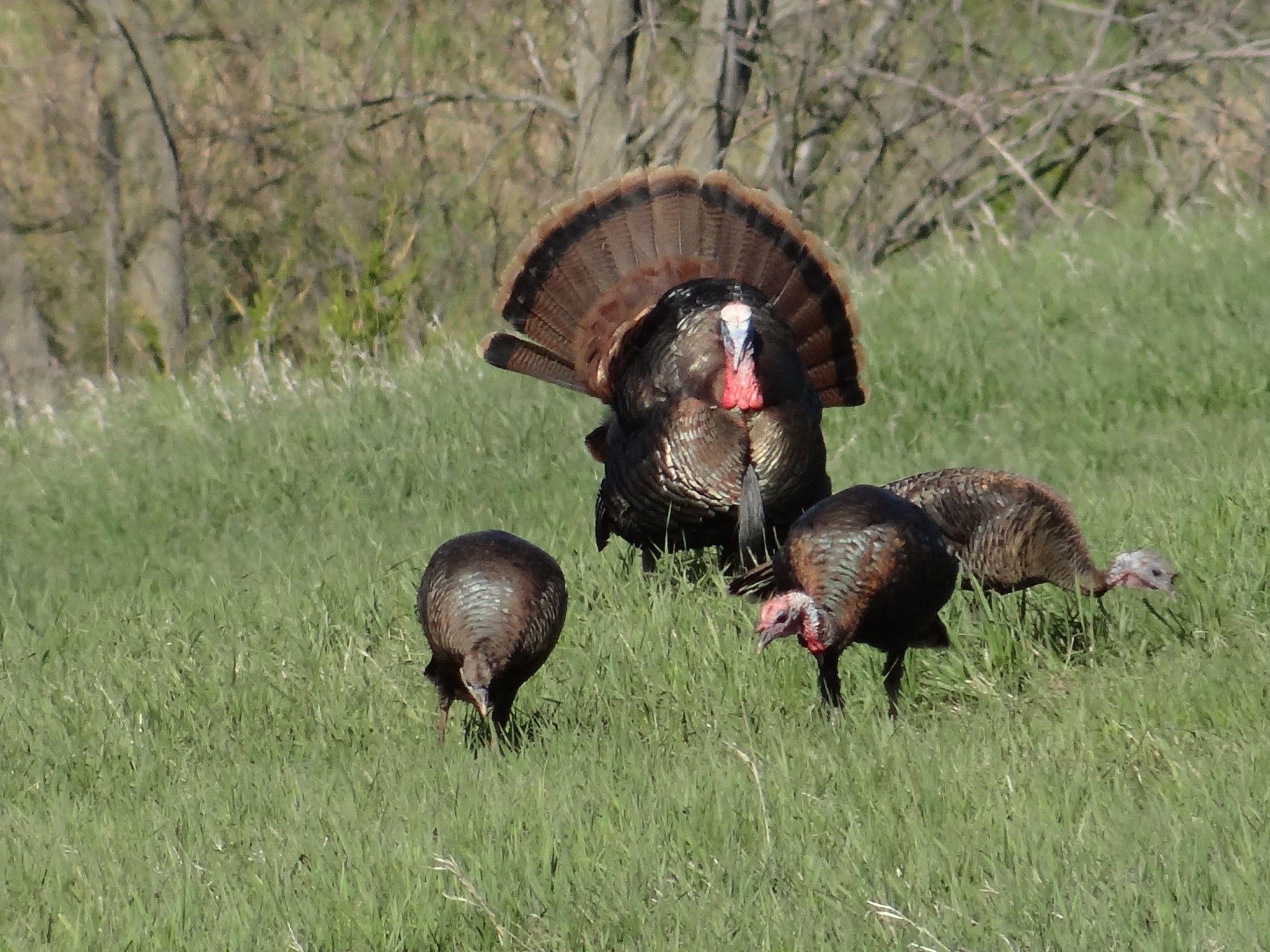 Turkey Hunting Wallpapers Top Free Turkey Hunting Backgrounds