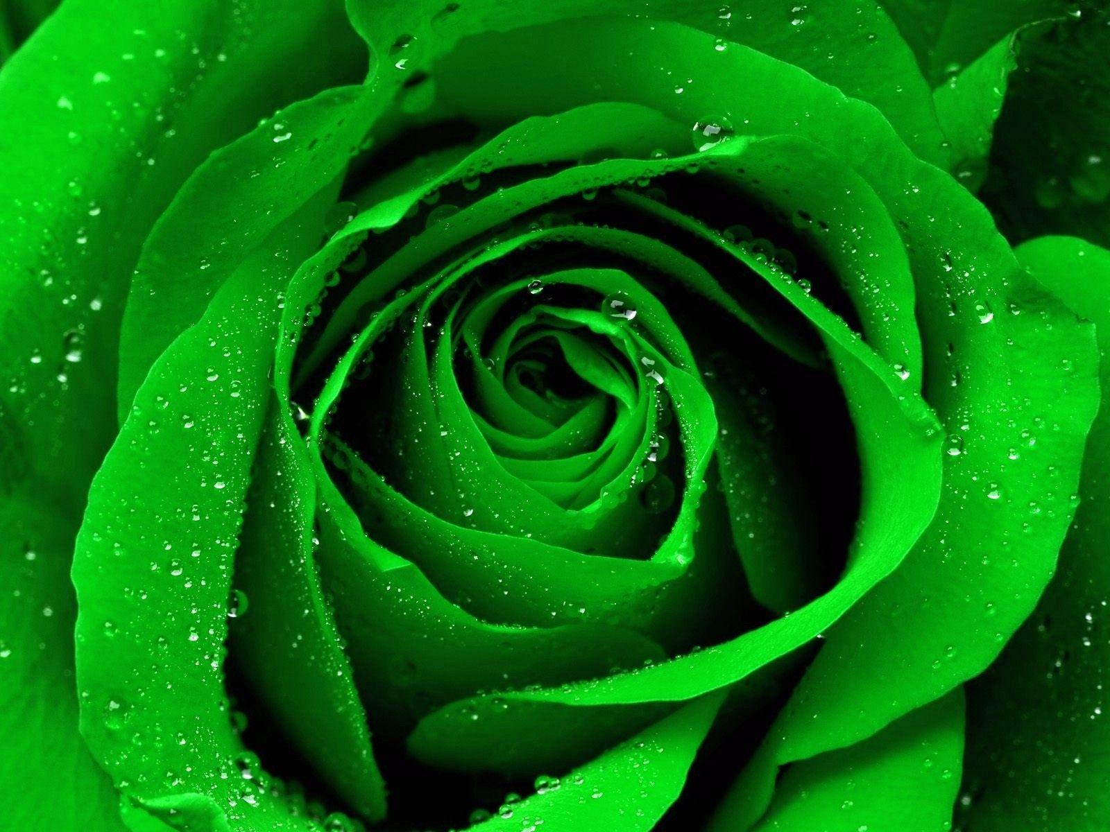 Green Rose Wallpapers Top Free Green Rose Backgrounds WallpaperAccess