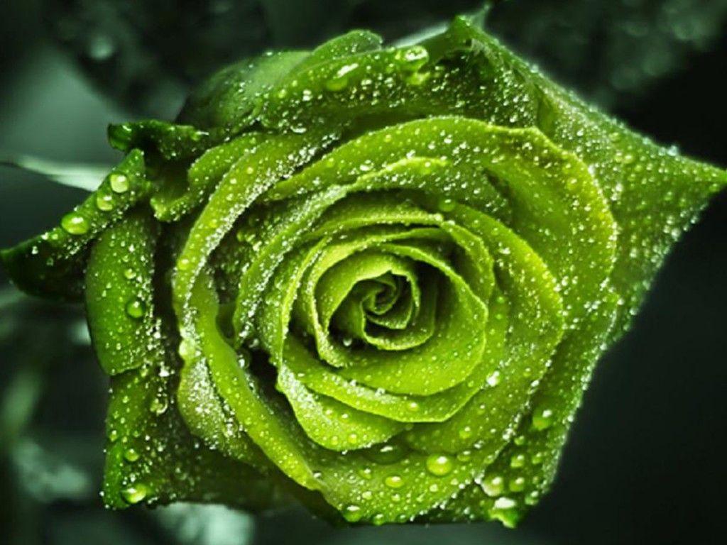 Green Roses Wallpapers Top Free Green Roses Backgrounds WallpaperAccess