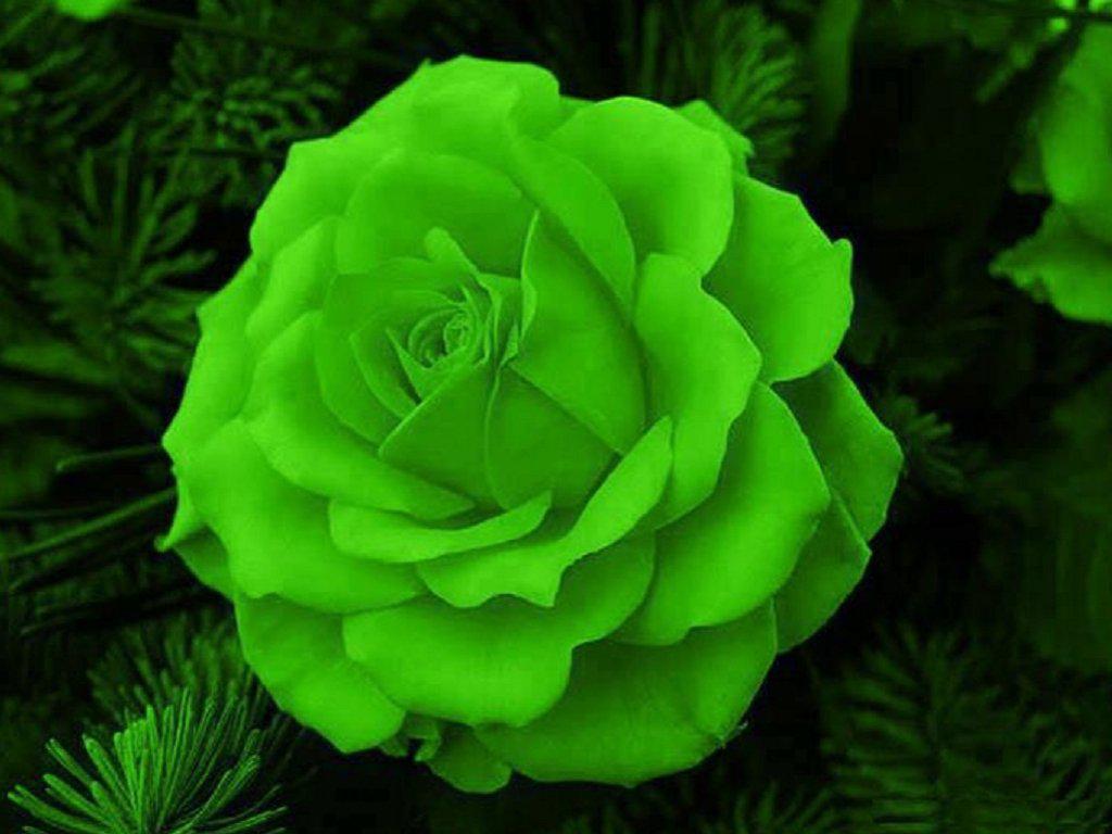 Green Rose Wallpapers Top Free Green Rose Backgrounds WallpaperAccess