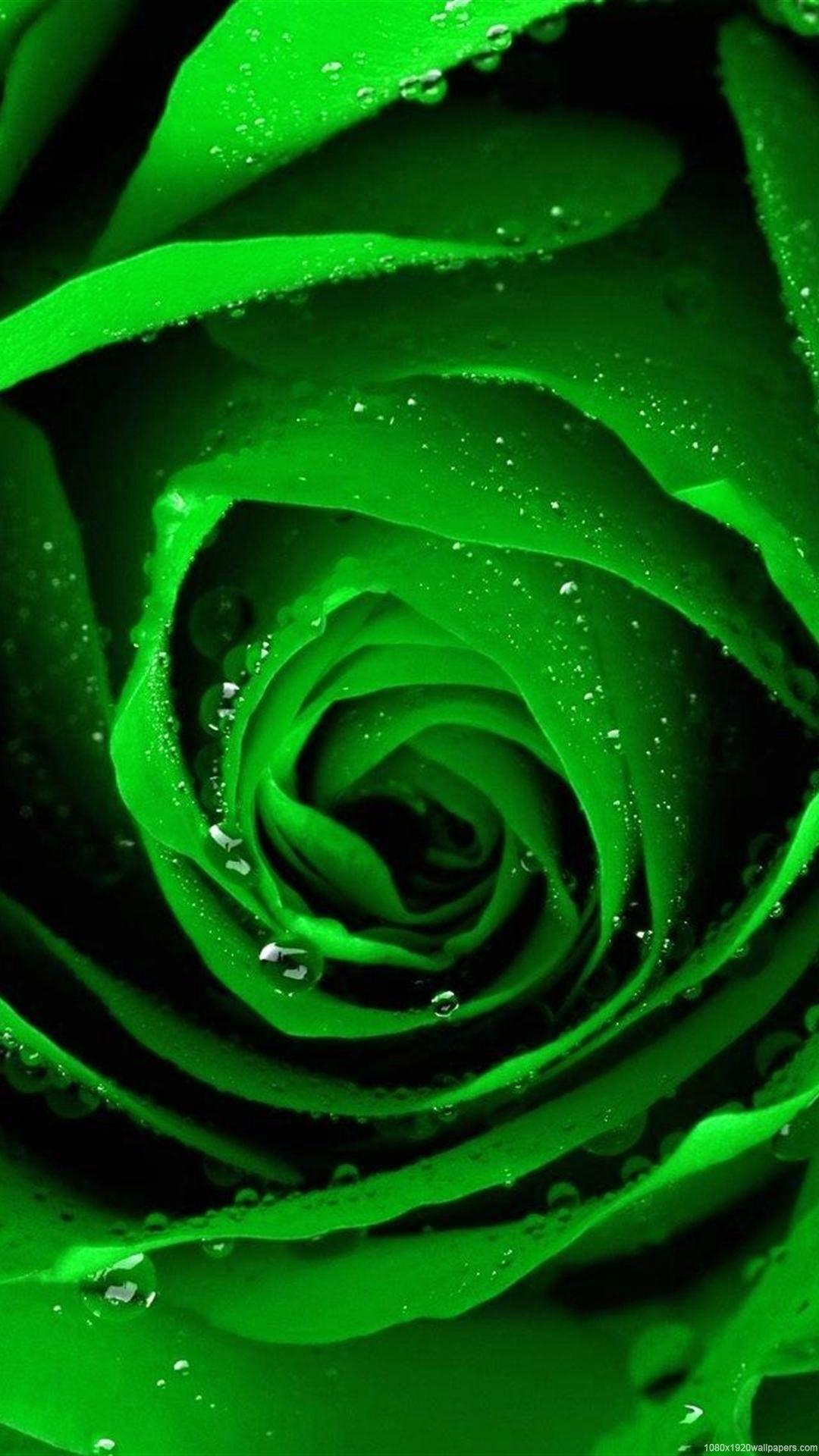 Green Rose Wallpapers Top Free Green Rose Backgrounds WallpaperAccess