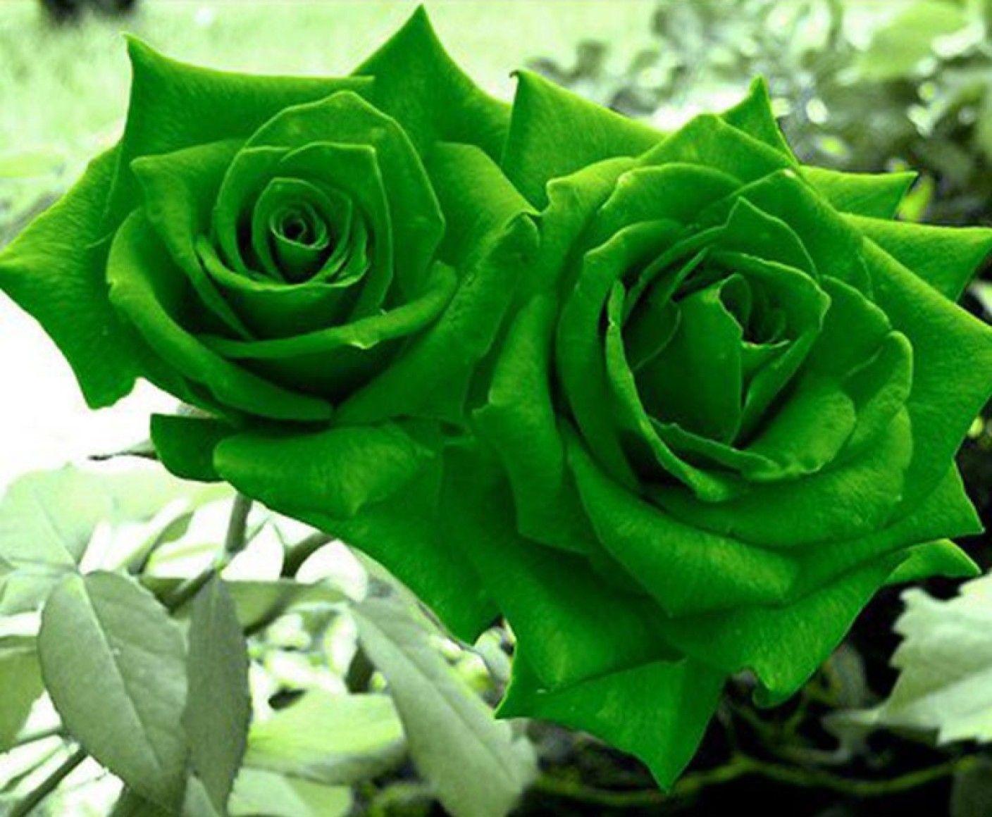 Green Rose Wallpapers Top Free Green Rose Backgrounds WallpaperAccess