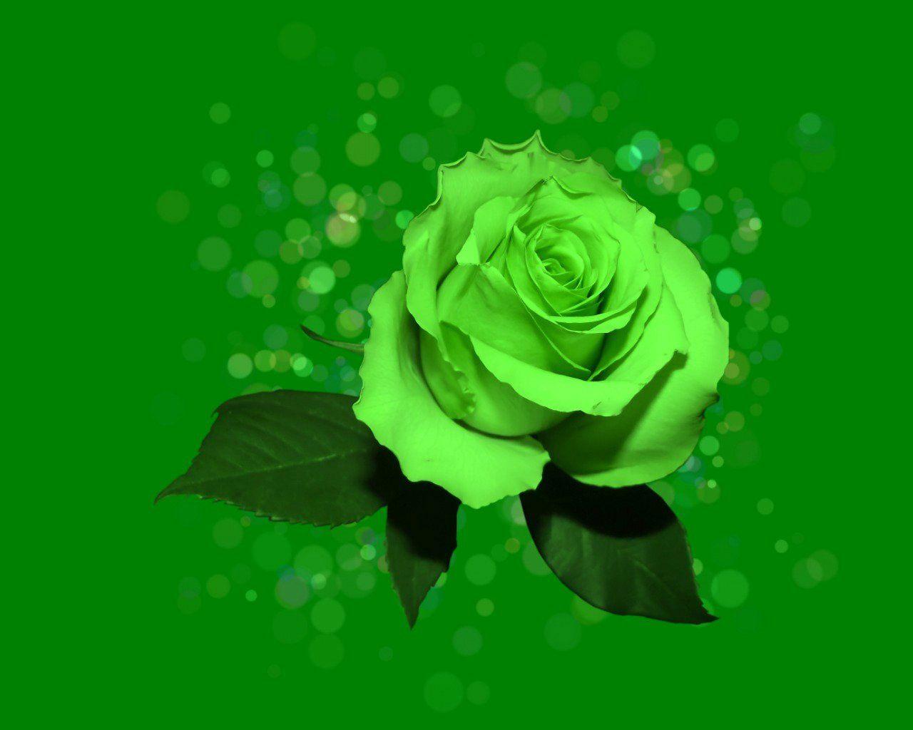 Green Rose Wallpapers Top Free Green Rose Backgrounds WallpaperAccess