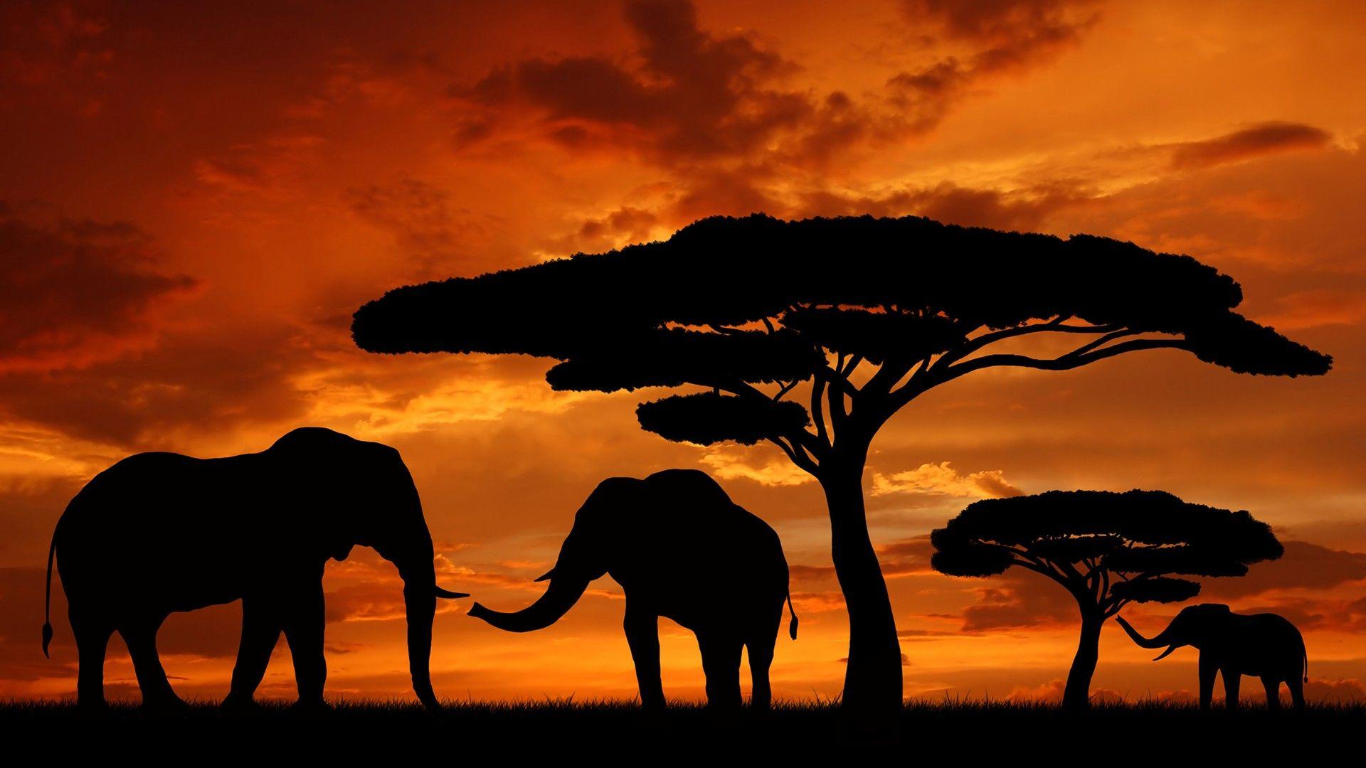 Africa HD Wallpapers Top Free Africa HD Backgrounds WallpaperAccess