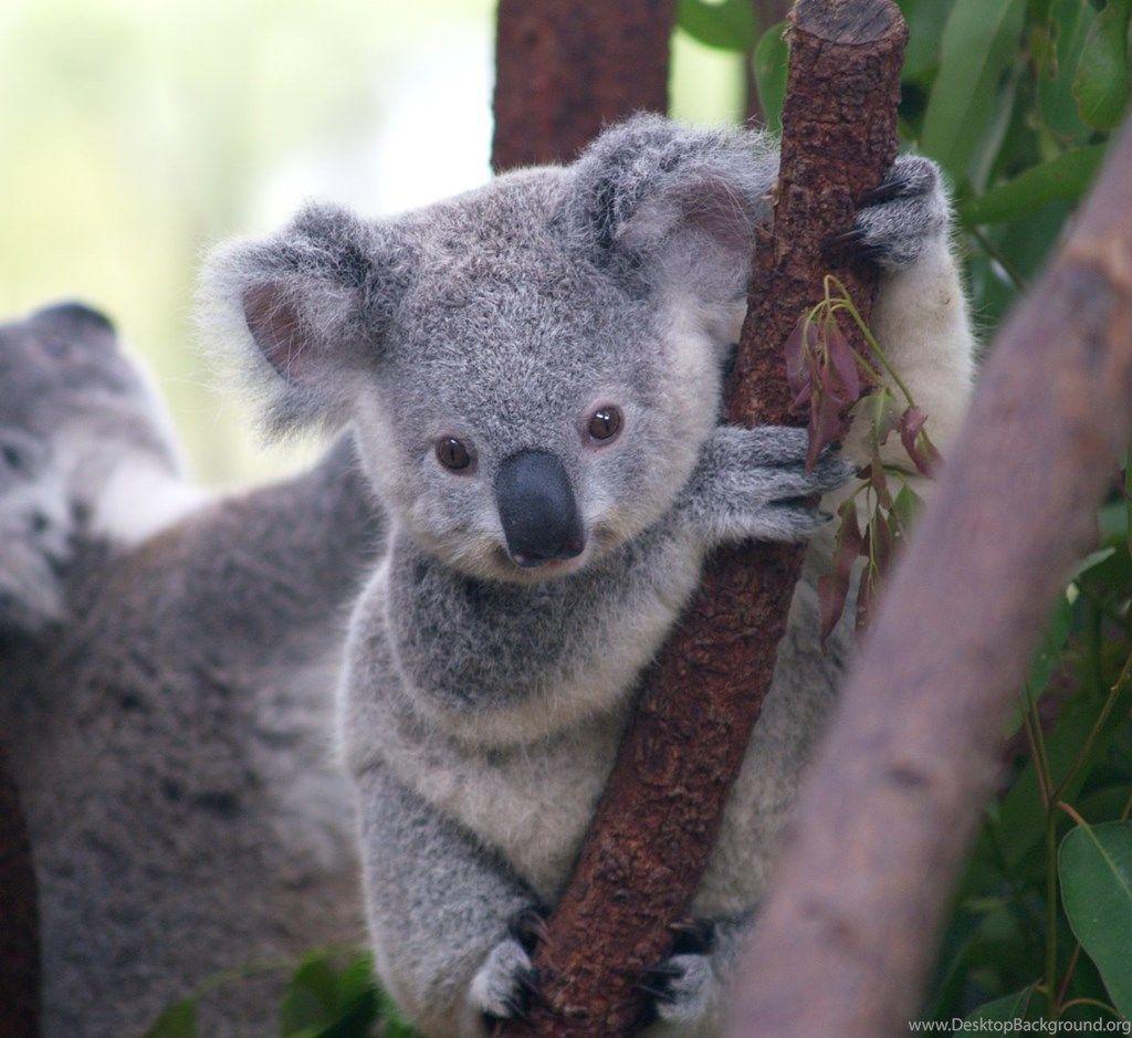 Koala Aesthetic Wallpapers Top Free Koala Aesthetic Backgrounds