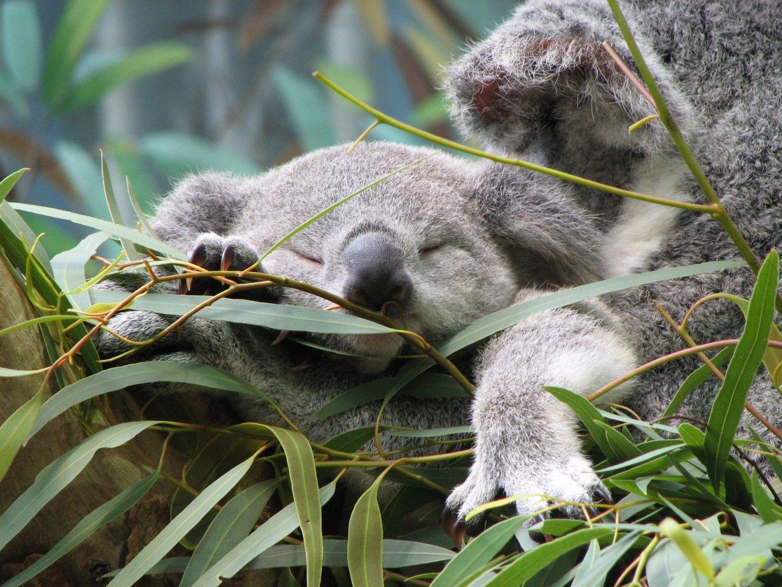 Baby Koala Wallpapers Top Free Baby Koala Backgrounds WallpaperAccess