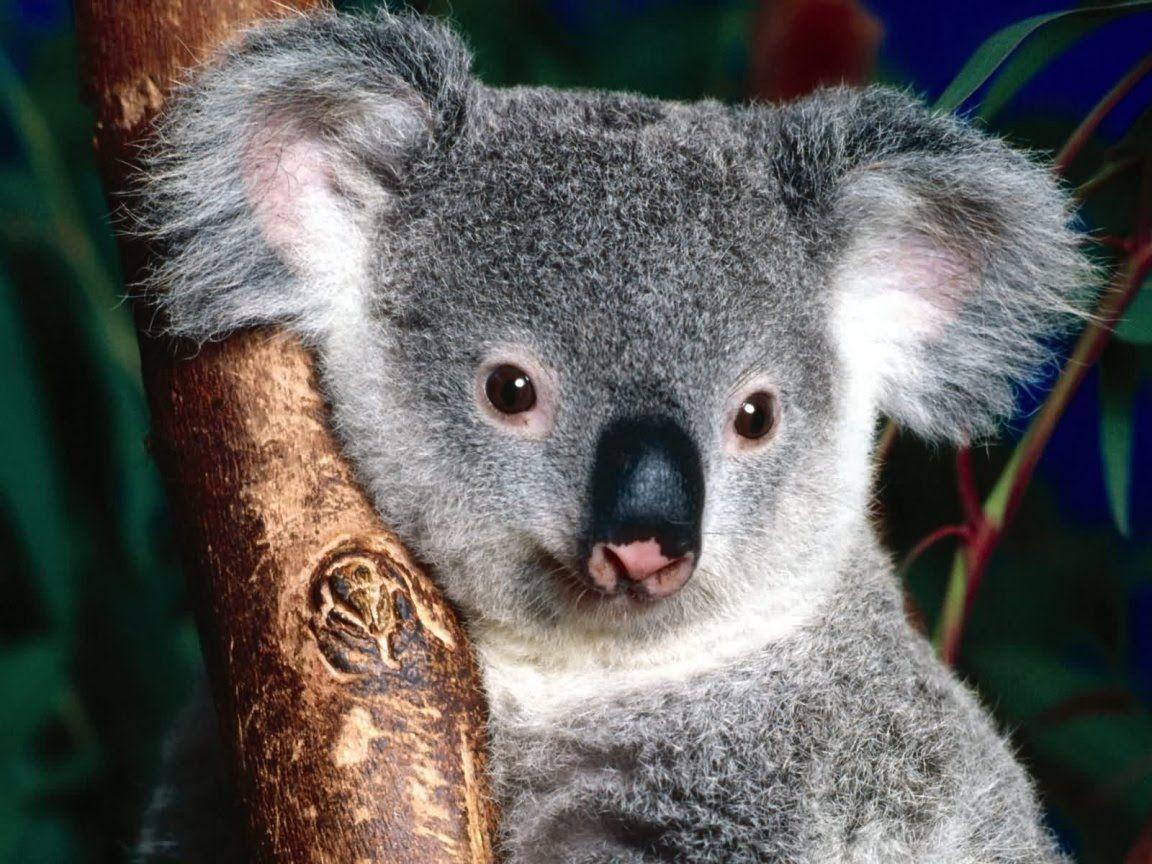 Cute Baby Koala Wallpapers Top Free Cute Baby Koala Backgrounds