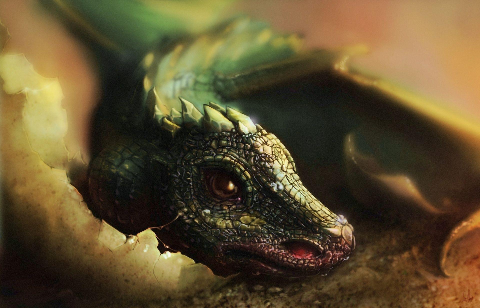 Baby Dragon Wallpapers Top Free Baby Dragon Backgrounds WallpaperAccess