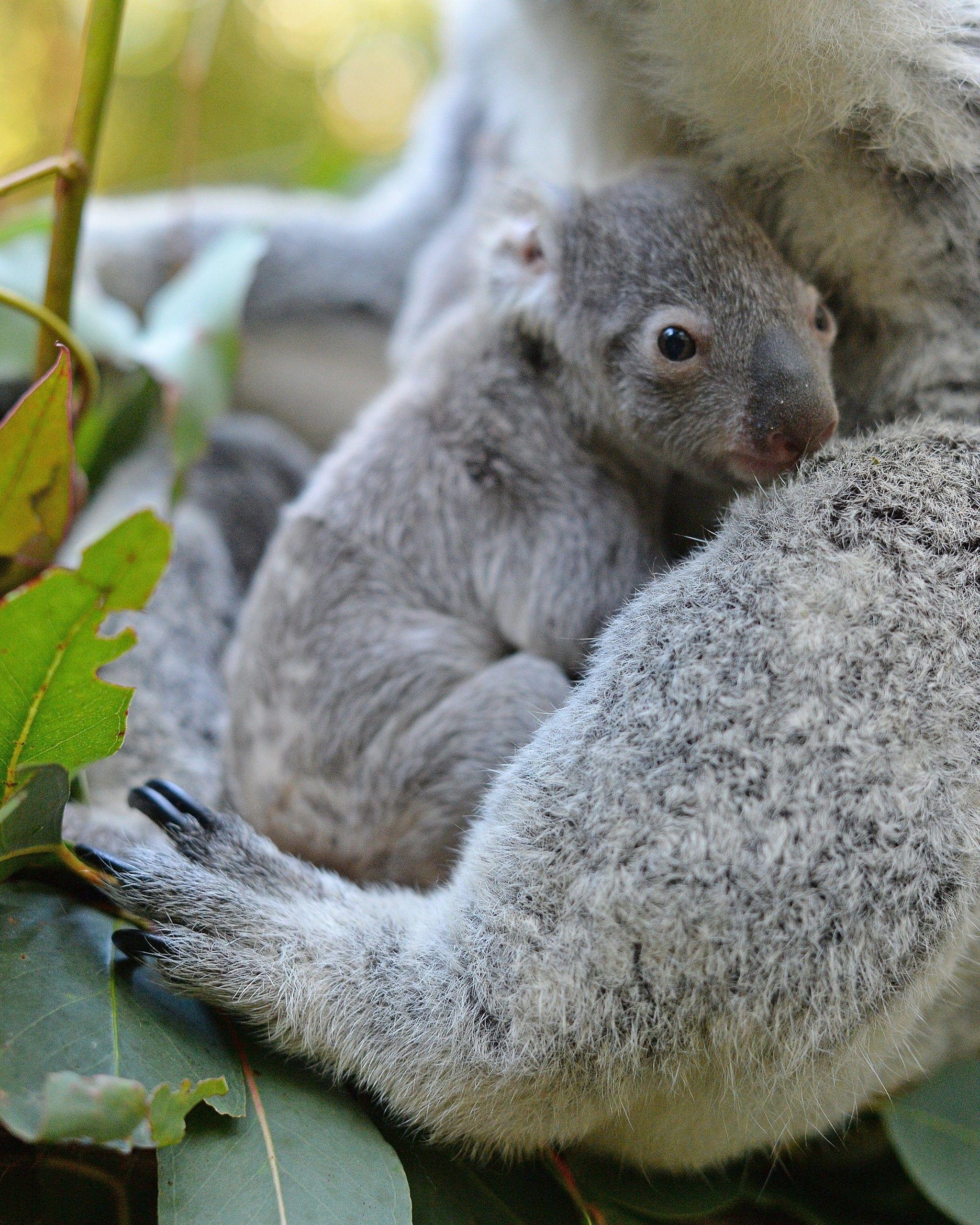 Baby Koala Wallpapers Top Free Baby Koala Backgrounds WallpaperAccess
