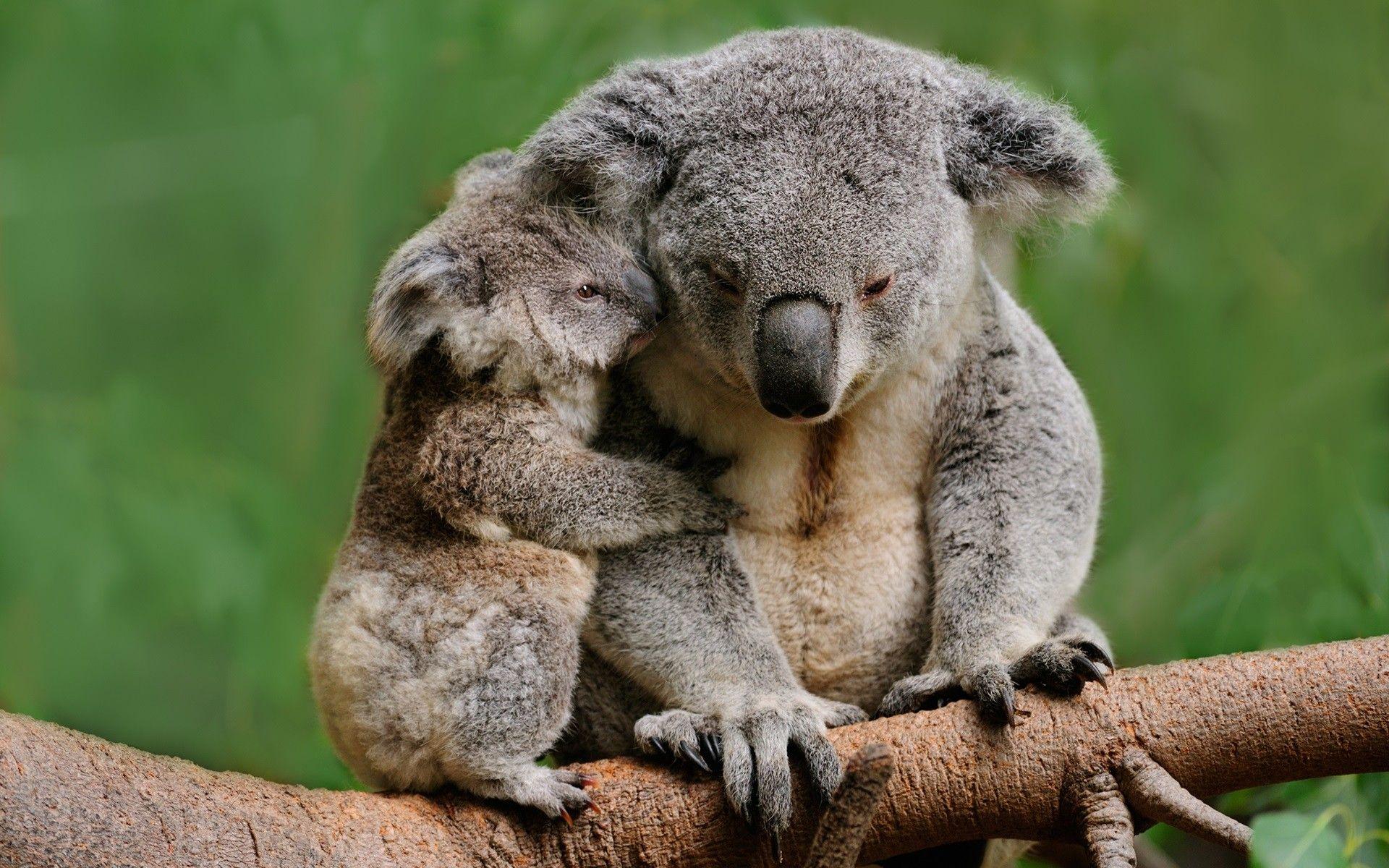 Baby Koala Wallpapers Top Free Baby Koala Backgrounds WallpaperAccess