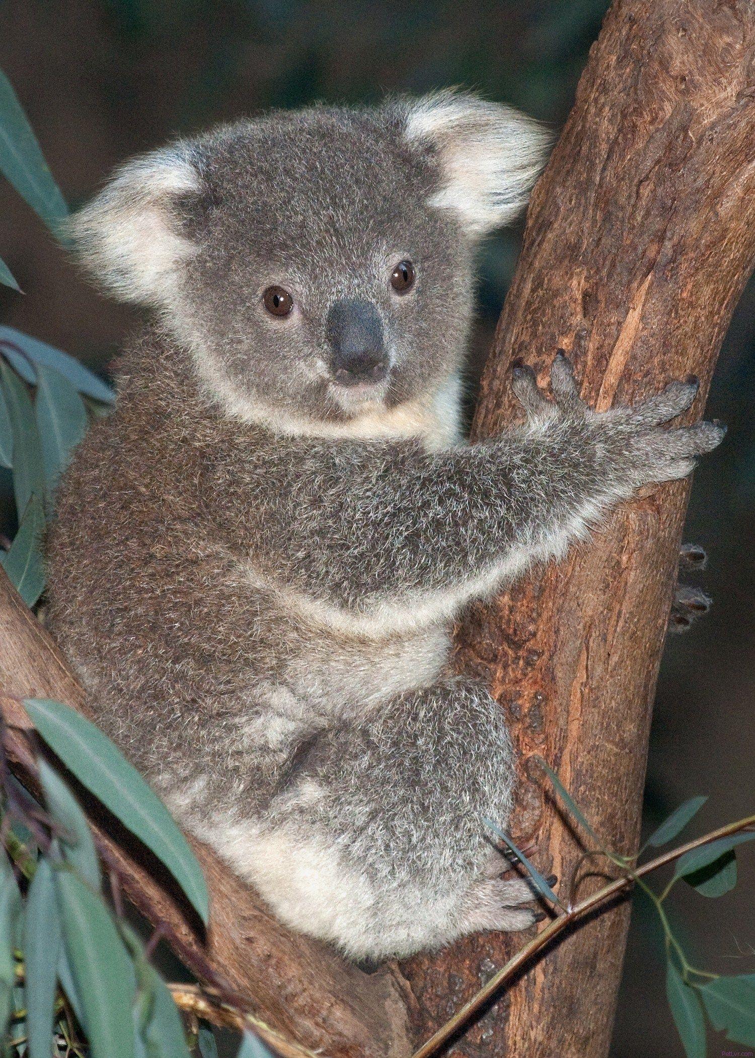Baby Koala Wallpapers Top Free Baby Koala Backgrounds WallpaperAccess