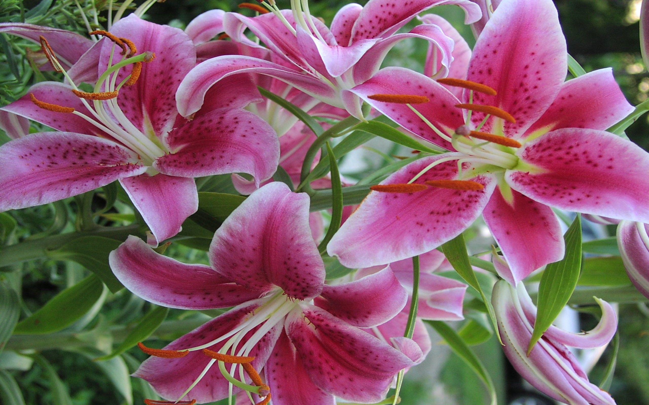 Stargazer Lily Wallpapers Top Free Stargazer Lily Backgrounds