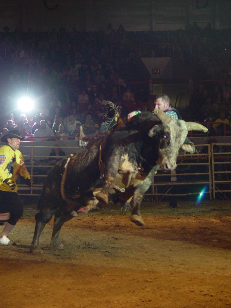 Bull Riding Wallpapers Top Free Bull Riding Backgrounds WallpaperAccess