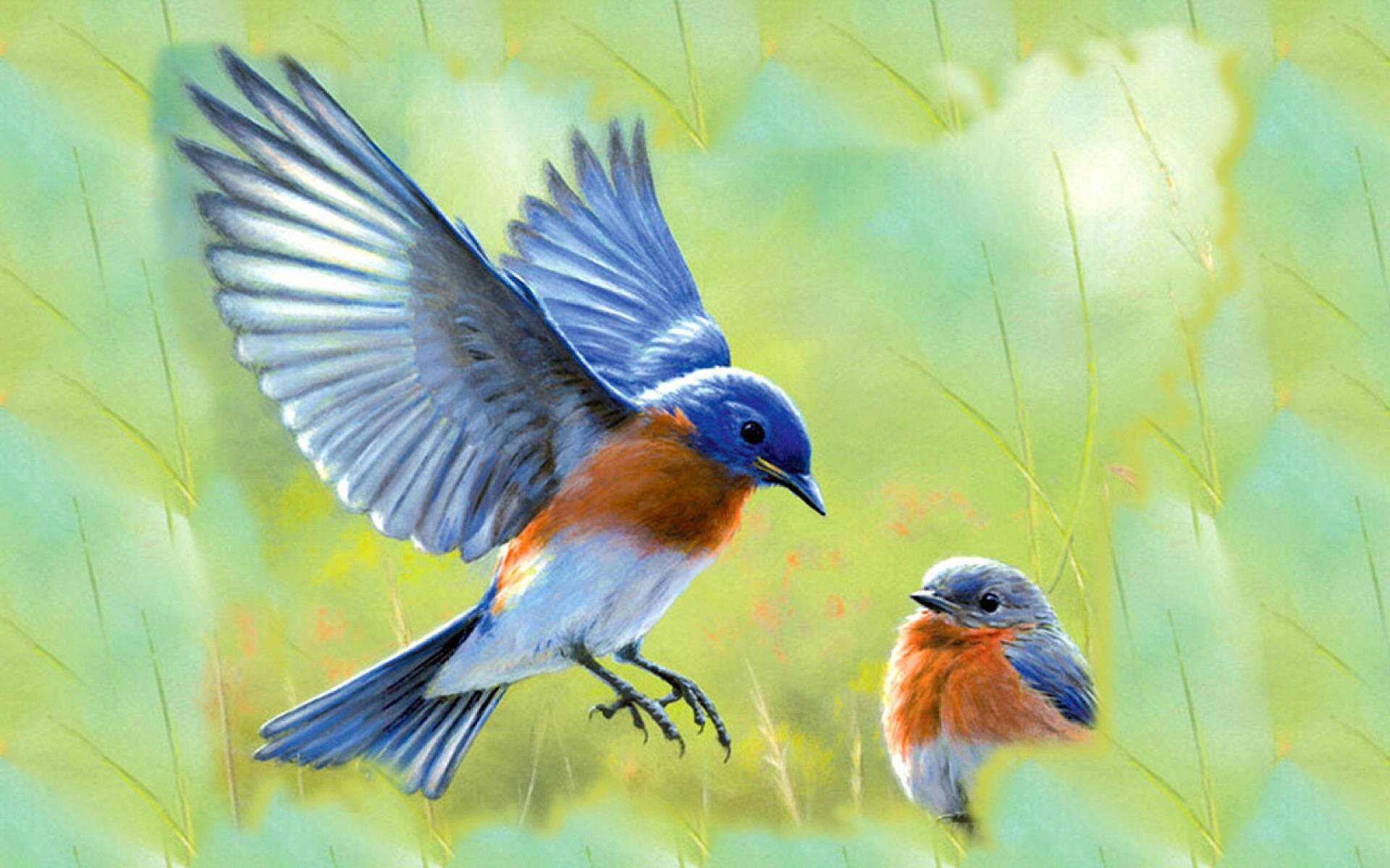 Blue Bird Wallpapers Top Free Blue Bird Backgrounds WallpaperAccess