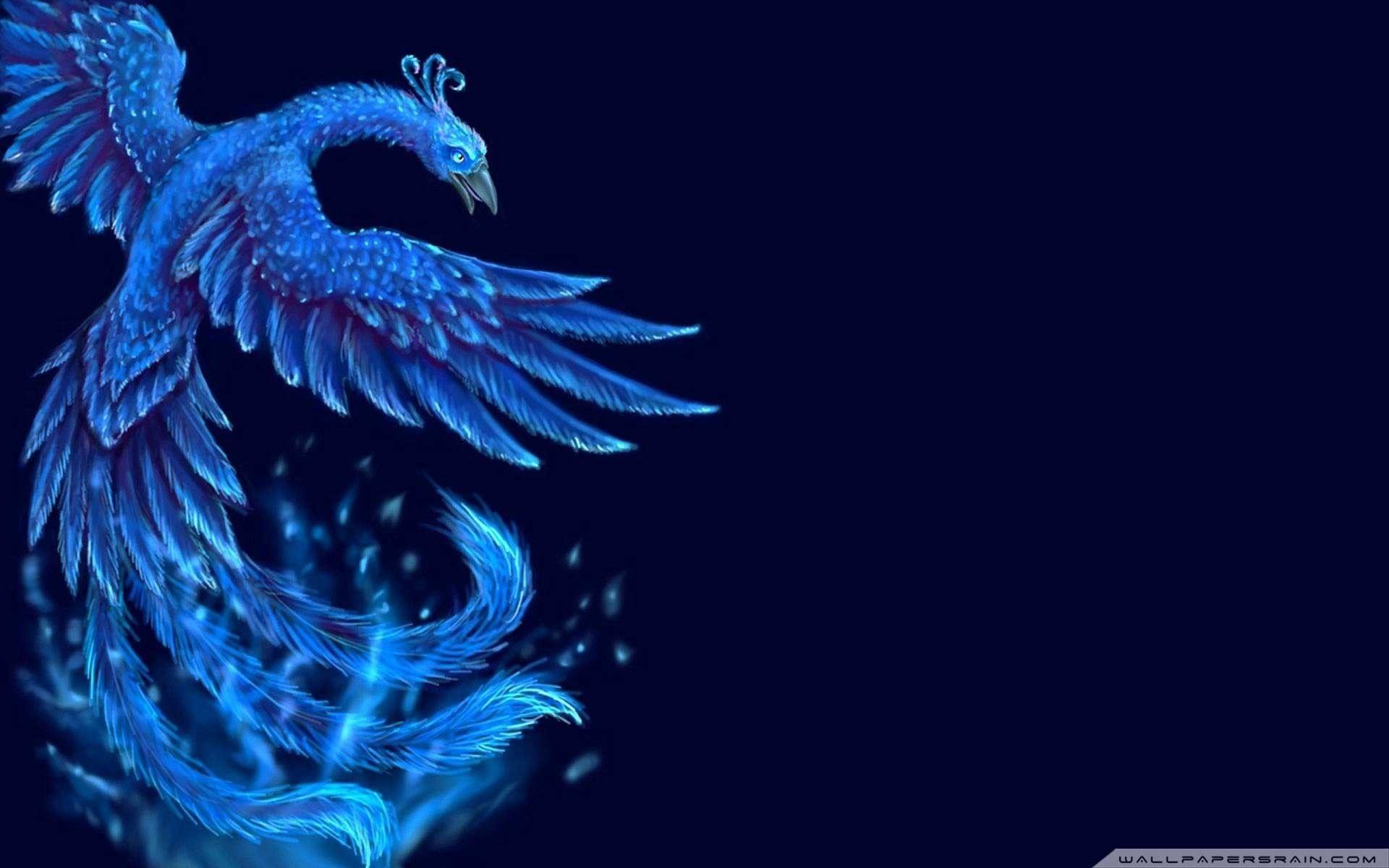 Dark Blue Bird Wallpapers Top Free Dark Blue Bird Backgrounds