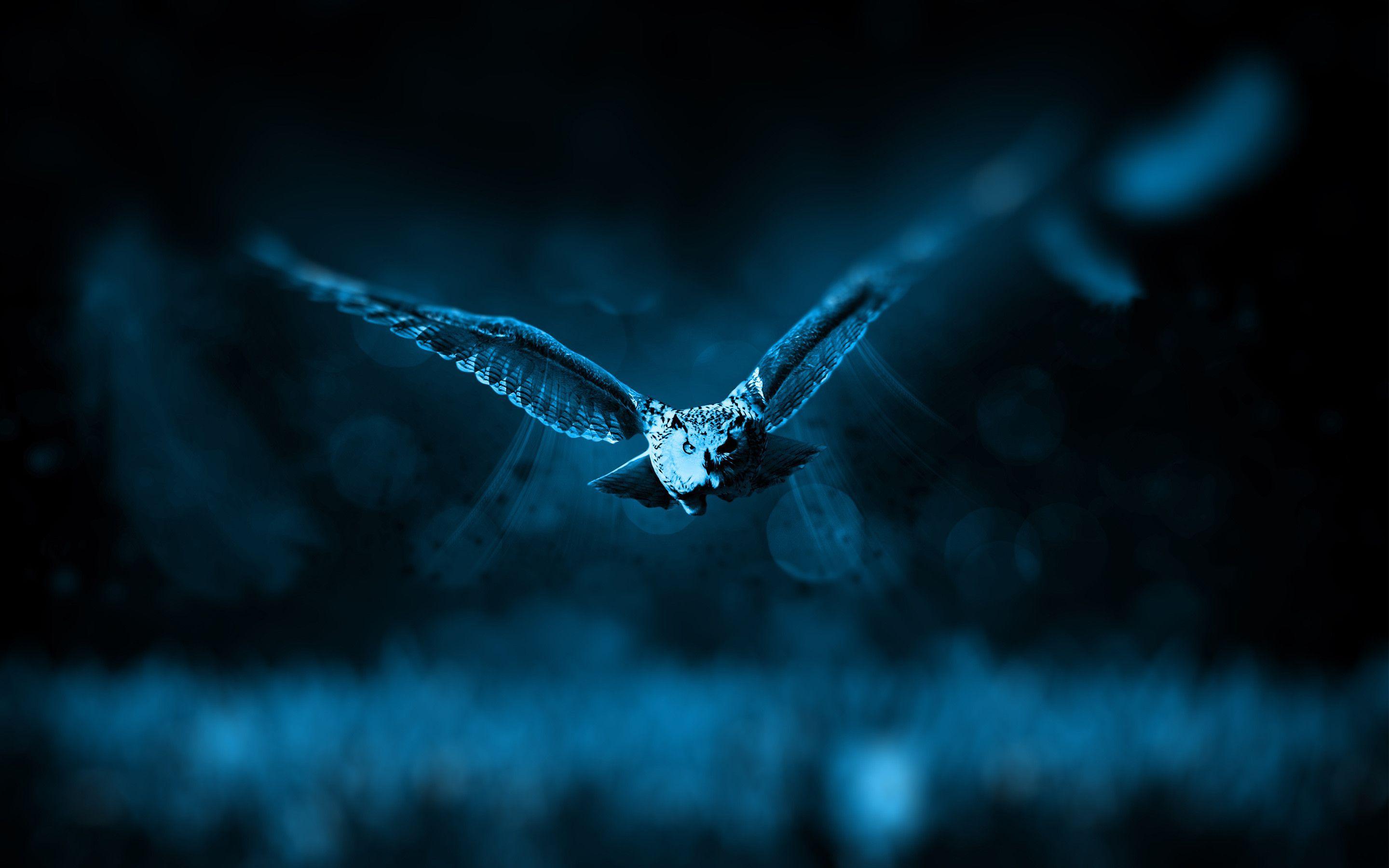 Dark Blue Bird Wallpapers Top Free Dark Blue Bird Backgrounds