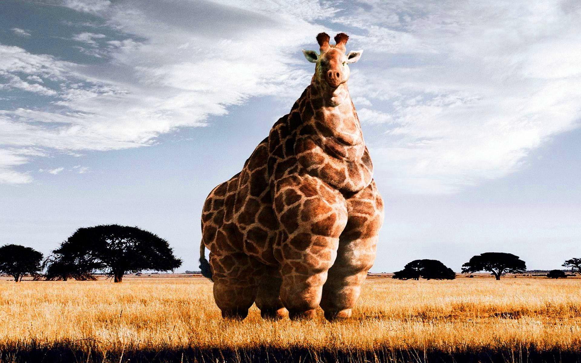 Cool Giraffe Wallpapers Top Free Cool Giraffe Backgrounds