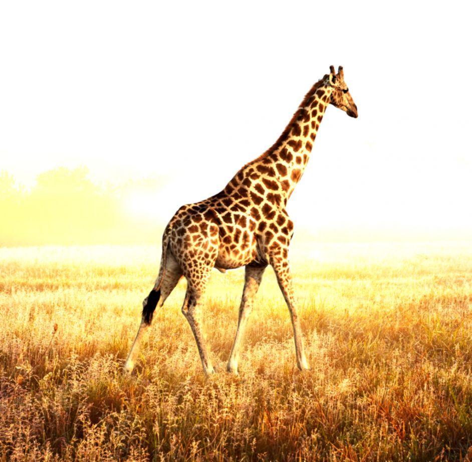 Cool Giraffe Wallpapers Top Free Cool Giraffe Backgrounds WallpaperAccess