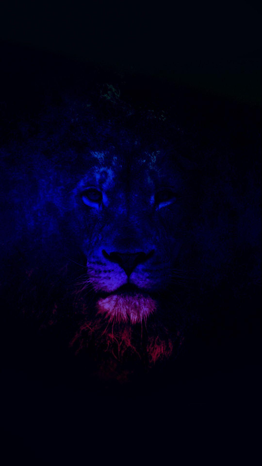 Blue Cool Lion Wallpapers Top Free Blue Cool Lion Backgrounds