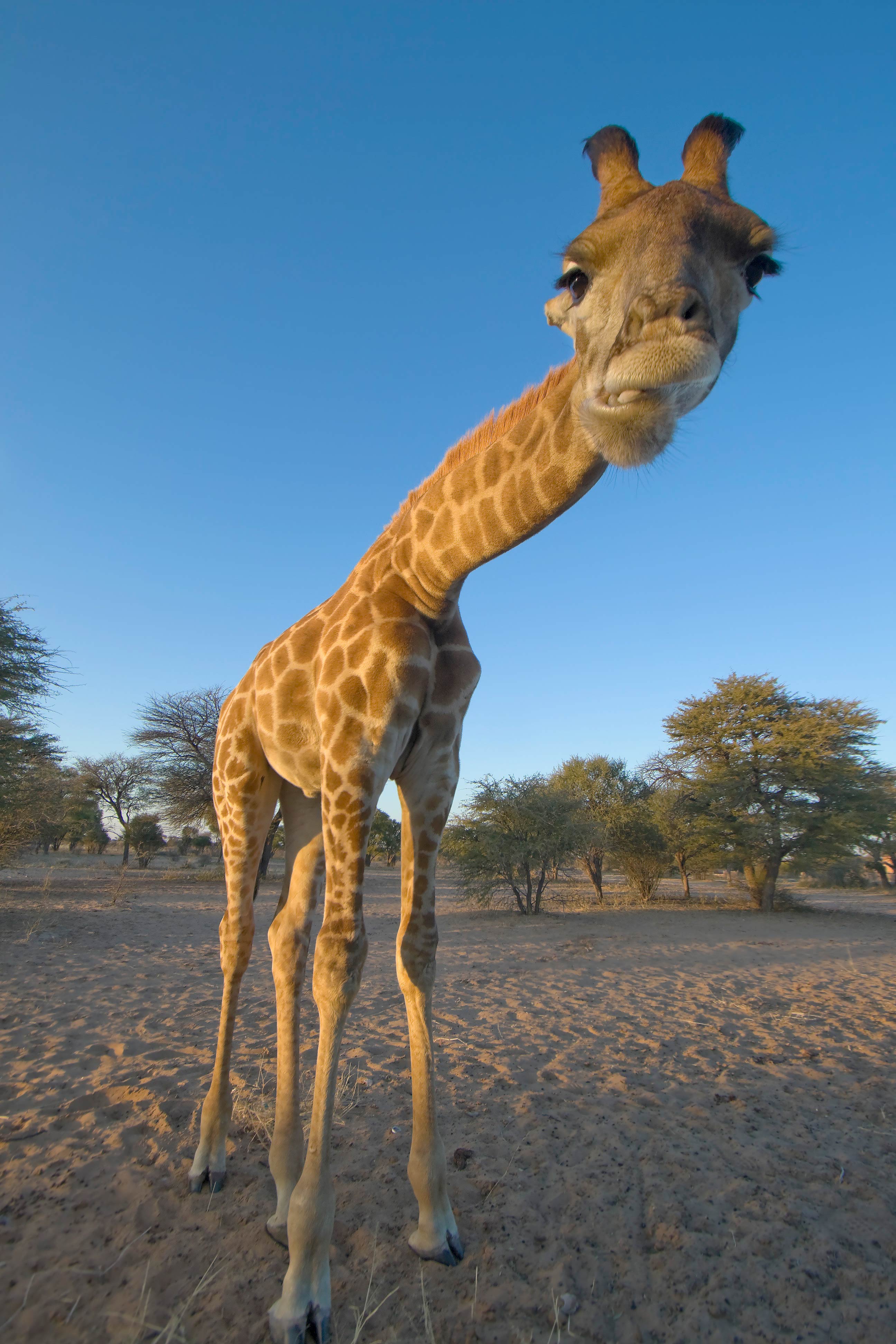 Cool Giraffe Wallpapers Top Free Cool Giraffe Backgrounds