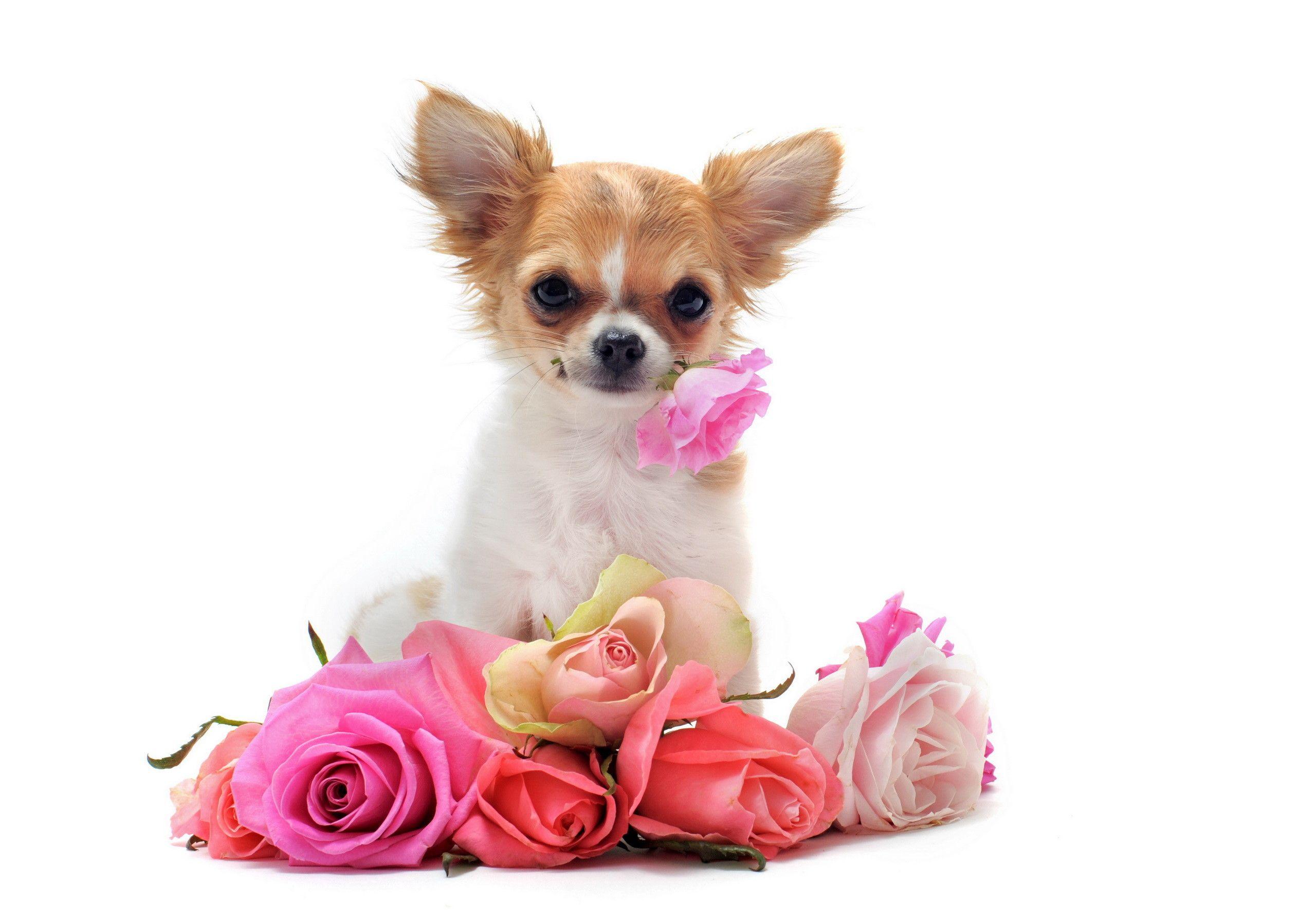 Cute Chihuahua Dogs Wallpapers Top Free Cute Chihuahua