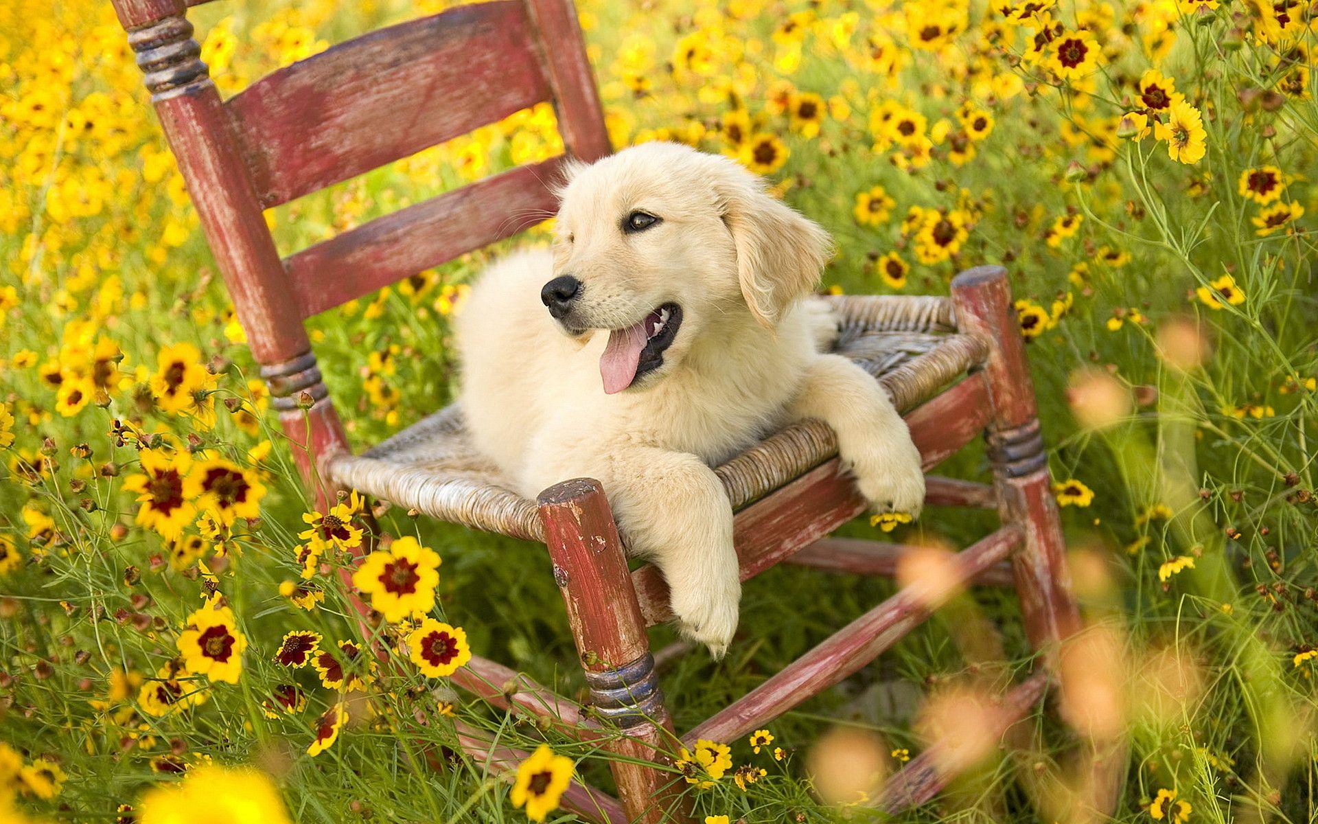 Cute Summer Animals Desktop Wallpapers Top Free Cute Summer Animals