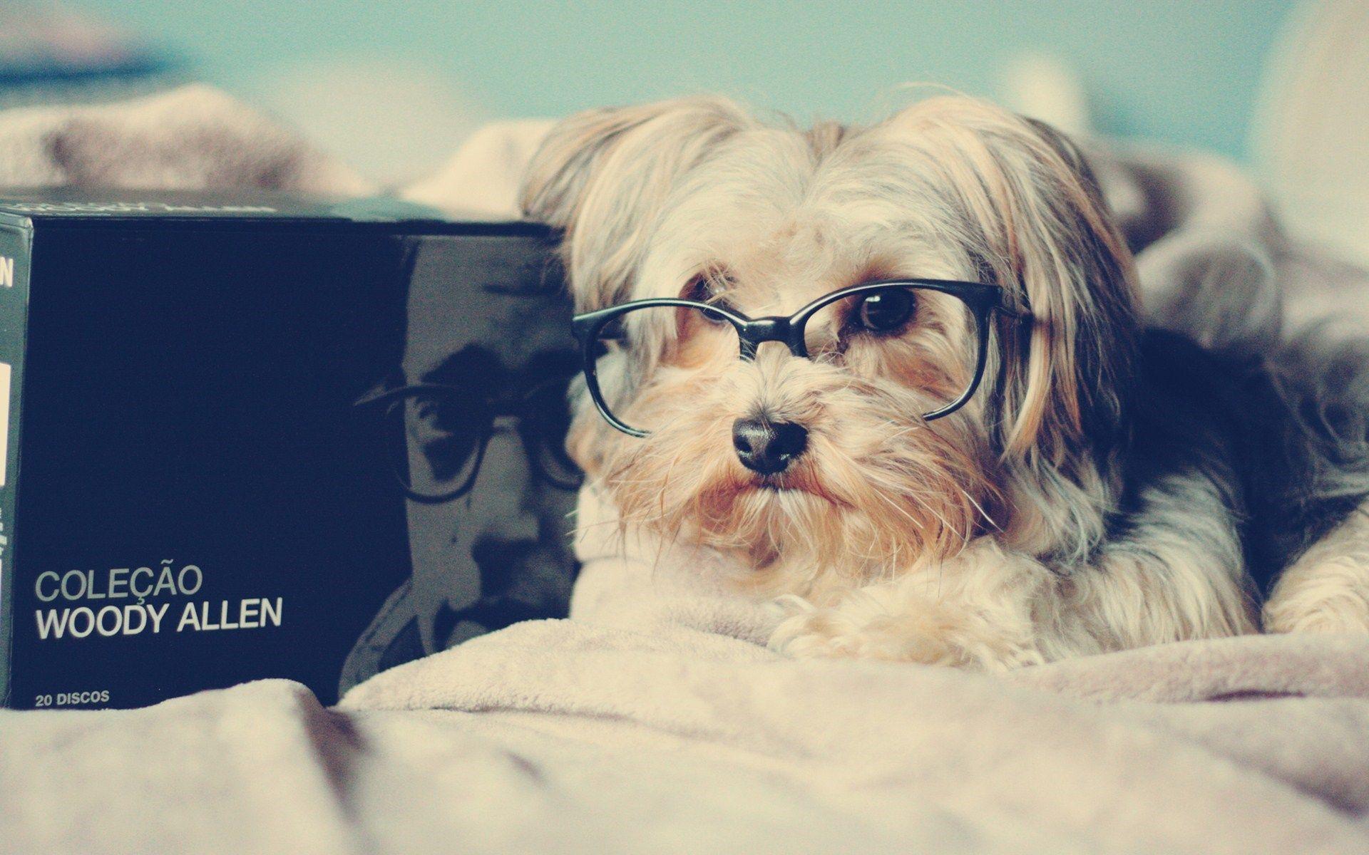 Cute Dogs with Glasses Wallpapers Top Free Cute Dogs with Glasses