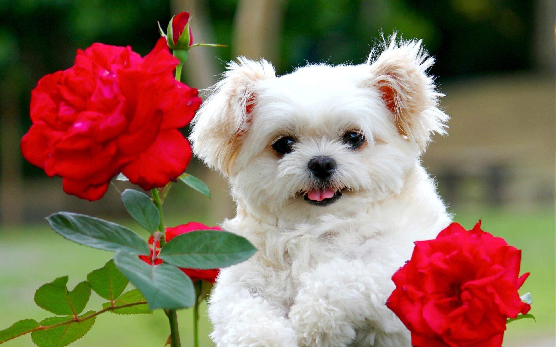 Cute White Dog Wallpapers Top Free Cute White Dog Backgrounds