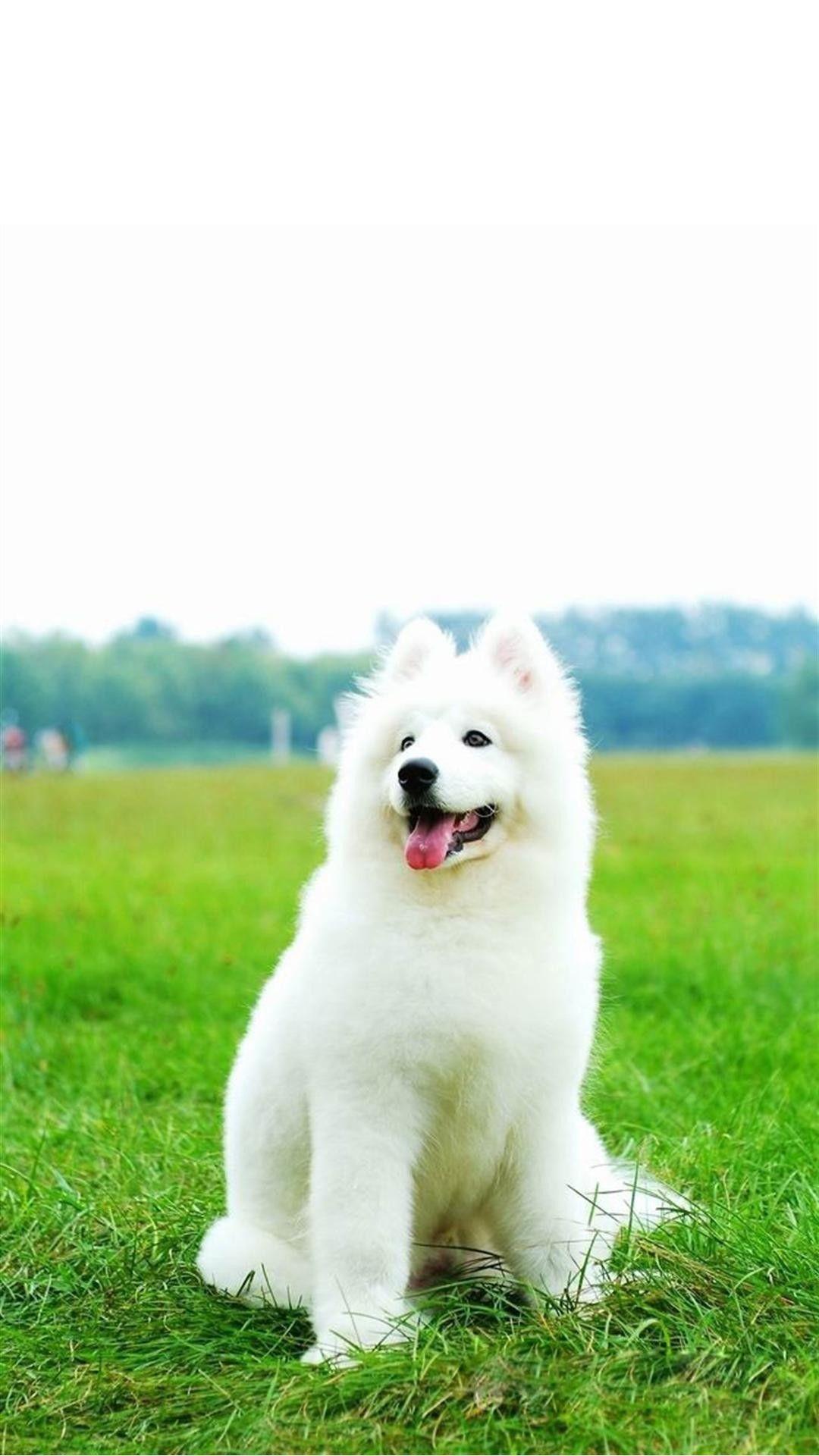 Cute White Dog Wallpapers Top Free Cute White Dog Backgrounds