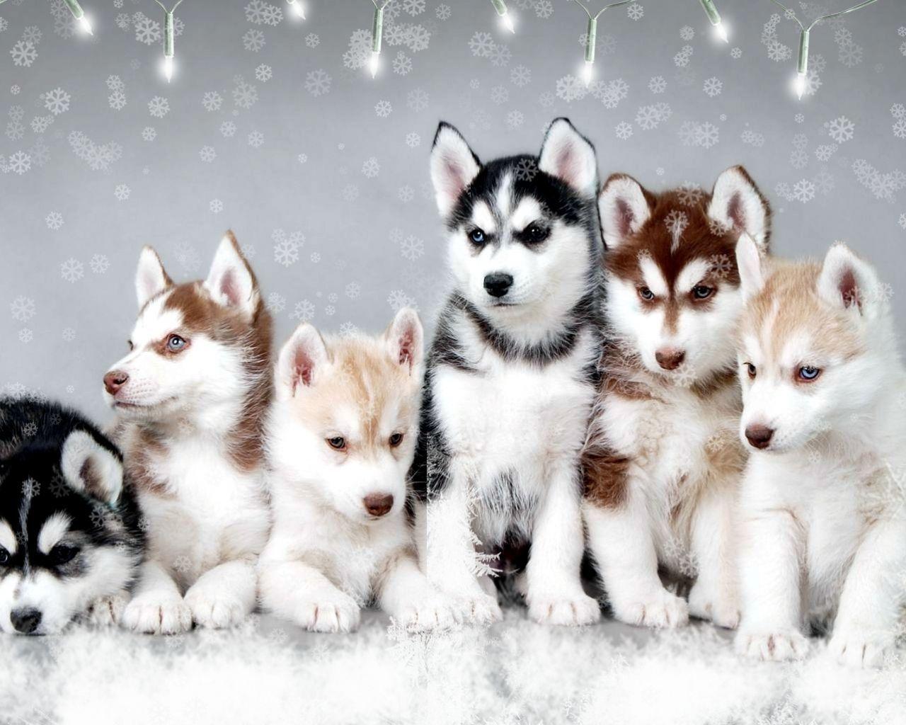 Baby Husky Wallpapers Top Free Baby Husky Backgrounds WallpaperAccess