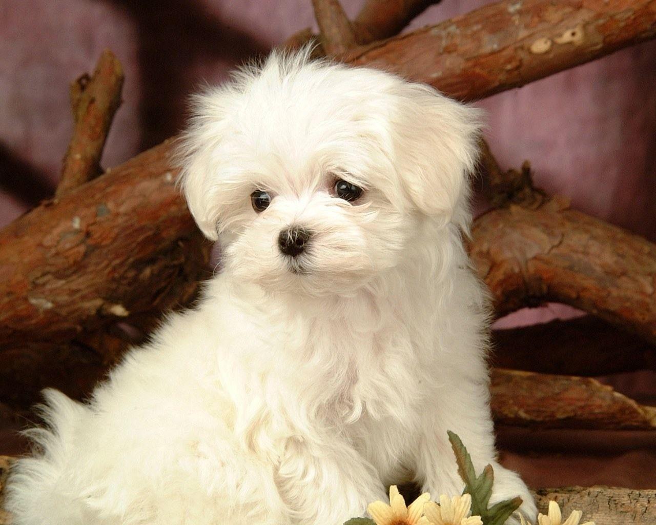 Cute White Dog Wallpapers Top Free Cute White Dog Backgrounds