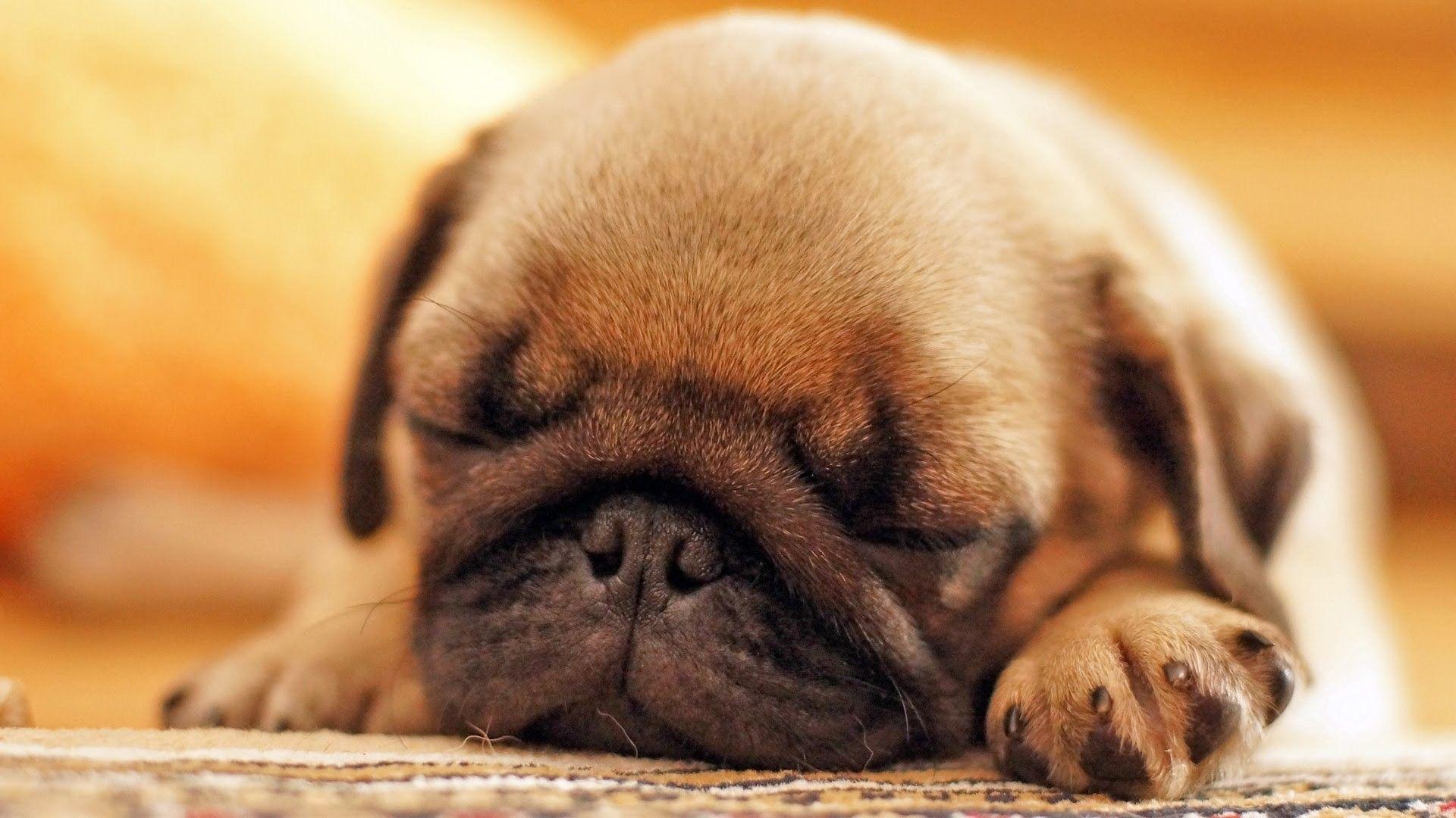 Baby Pugs Wallpapers Top Free Baby Pugs Backgrounds WallpaperAccess
