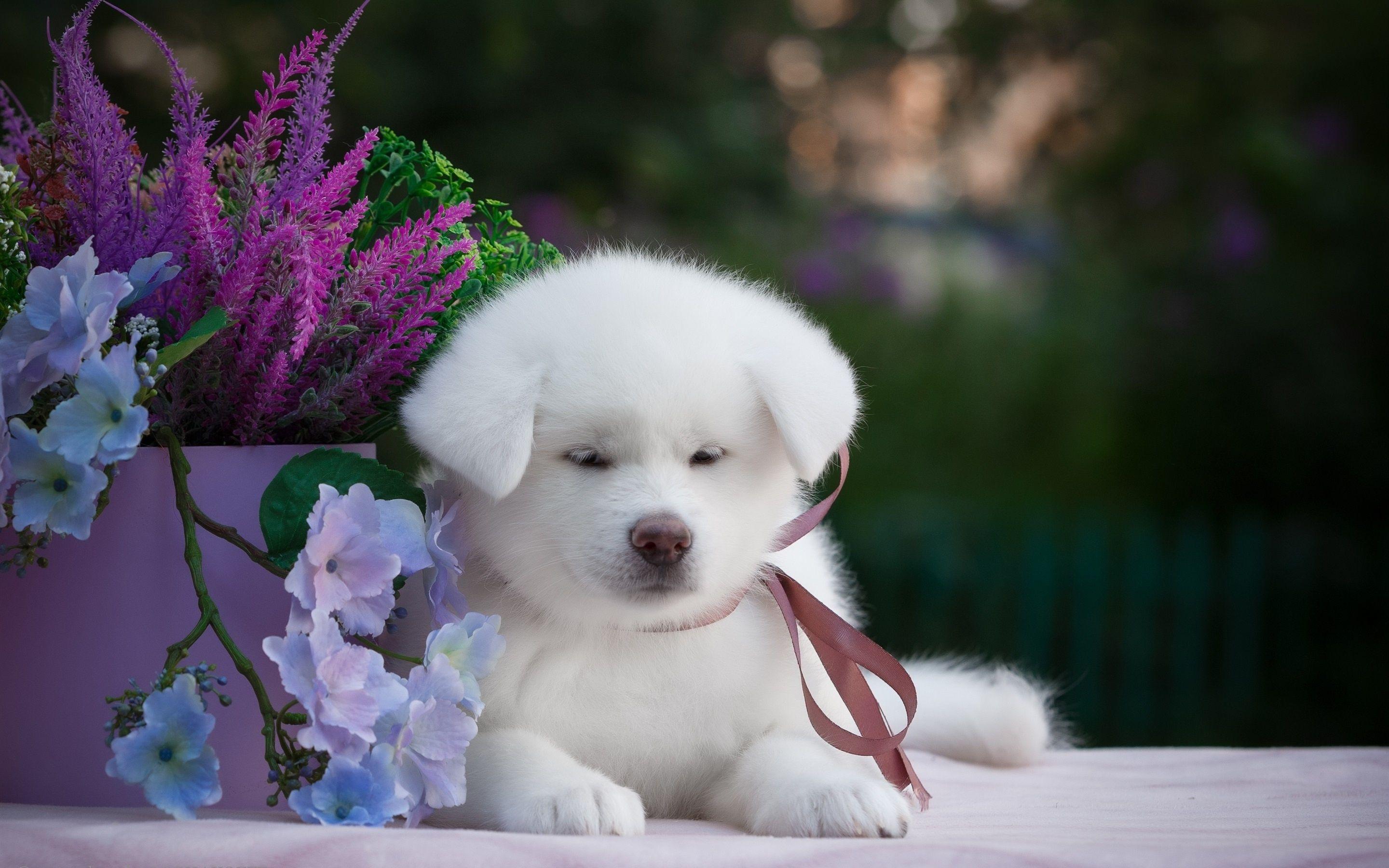 Cute White Dog Wallpapers Top Free Cute White Dog Backgrounds