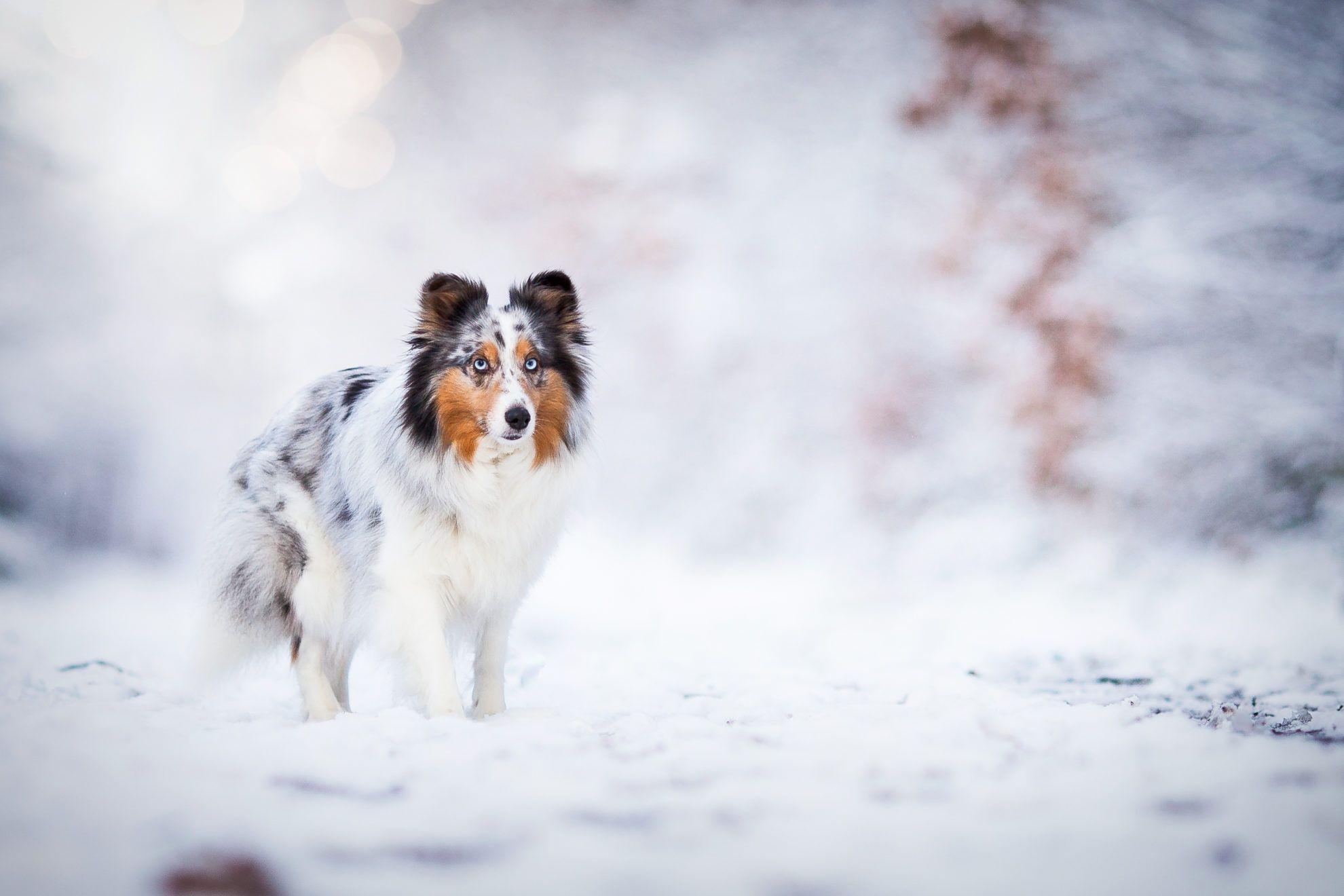 Snow Cute Dogs Wallpapers Top Free Snow Cute Dogs Backgrounds