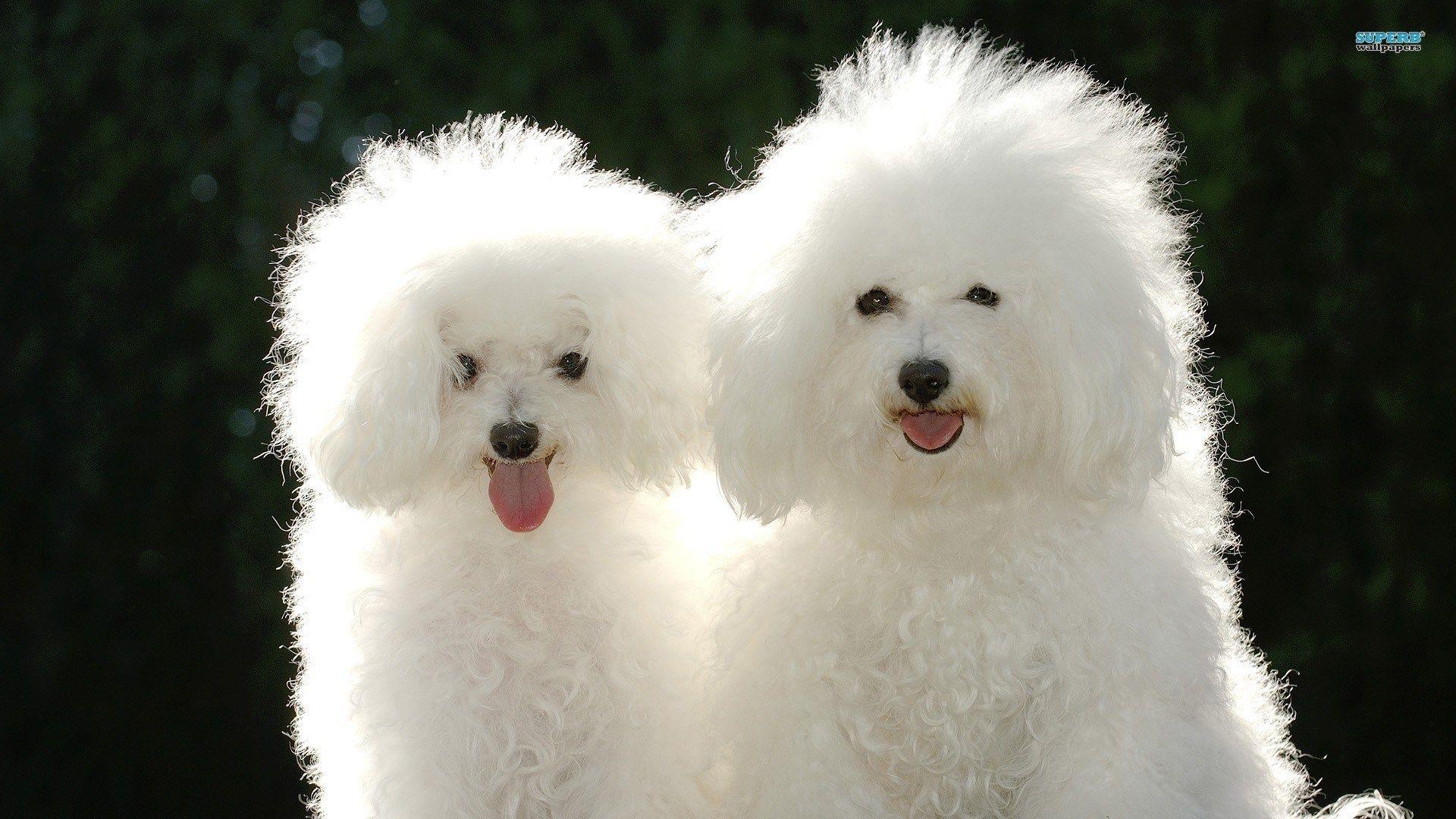 Cute White Dog Wallpapers Top Free Cute White Dog Backgrounds