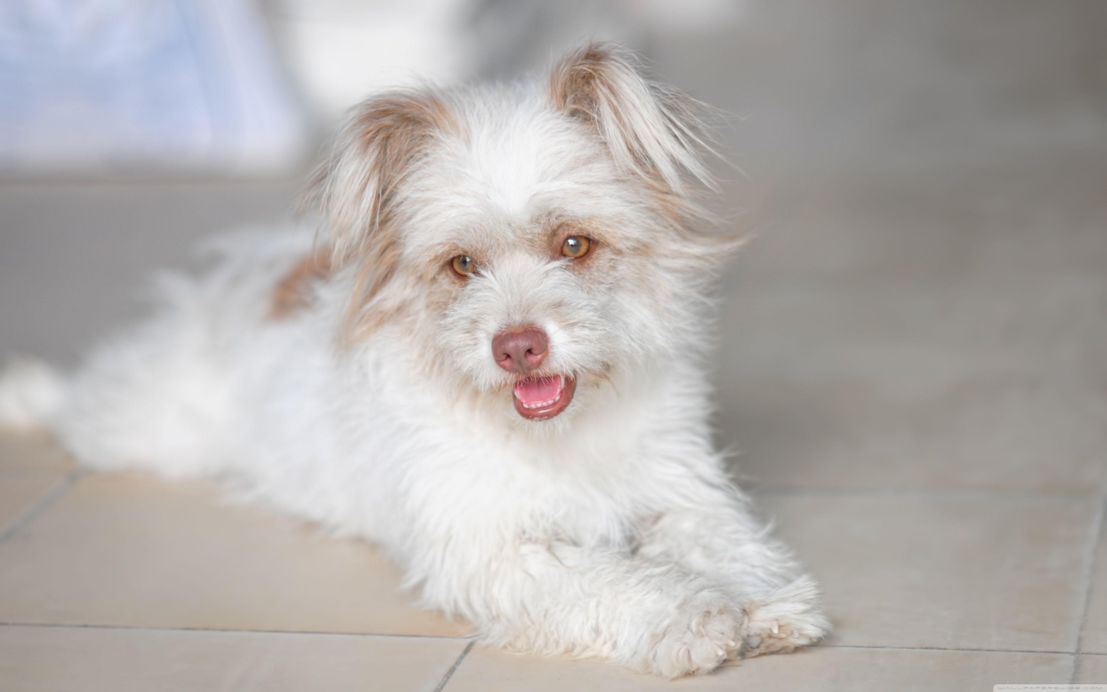 Cute White Dog Wallpapers Top Free Cute White Dog Backgrounds