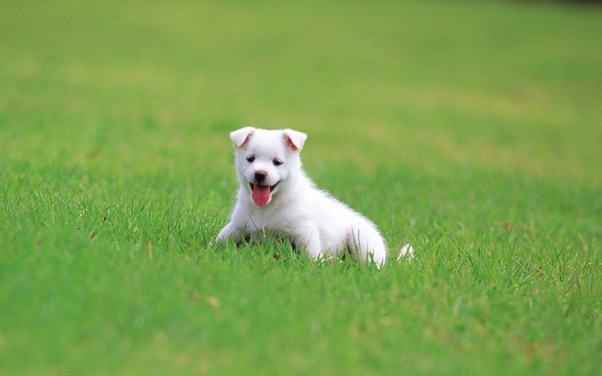 Cute White Dog Wallpapers Top Free Cute White Dog Backgrounds