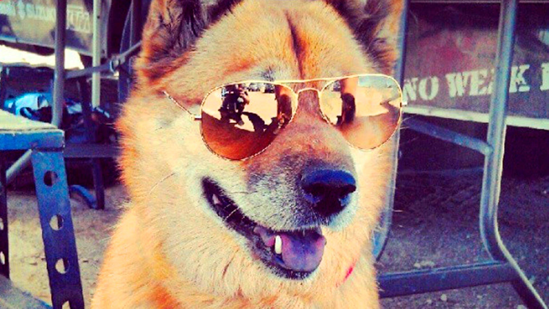 Cute Dogs with Glasses Wallpapers Top Free Cute Dogs with Glasses