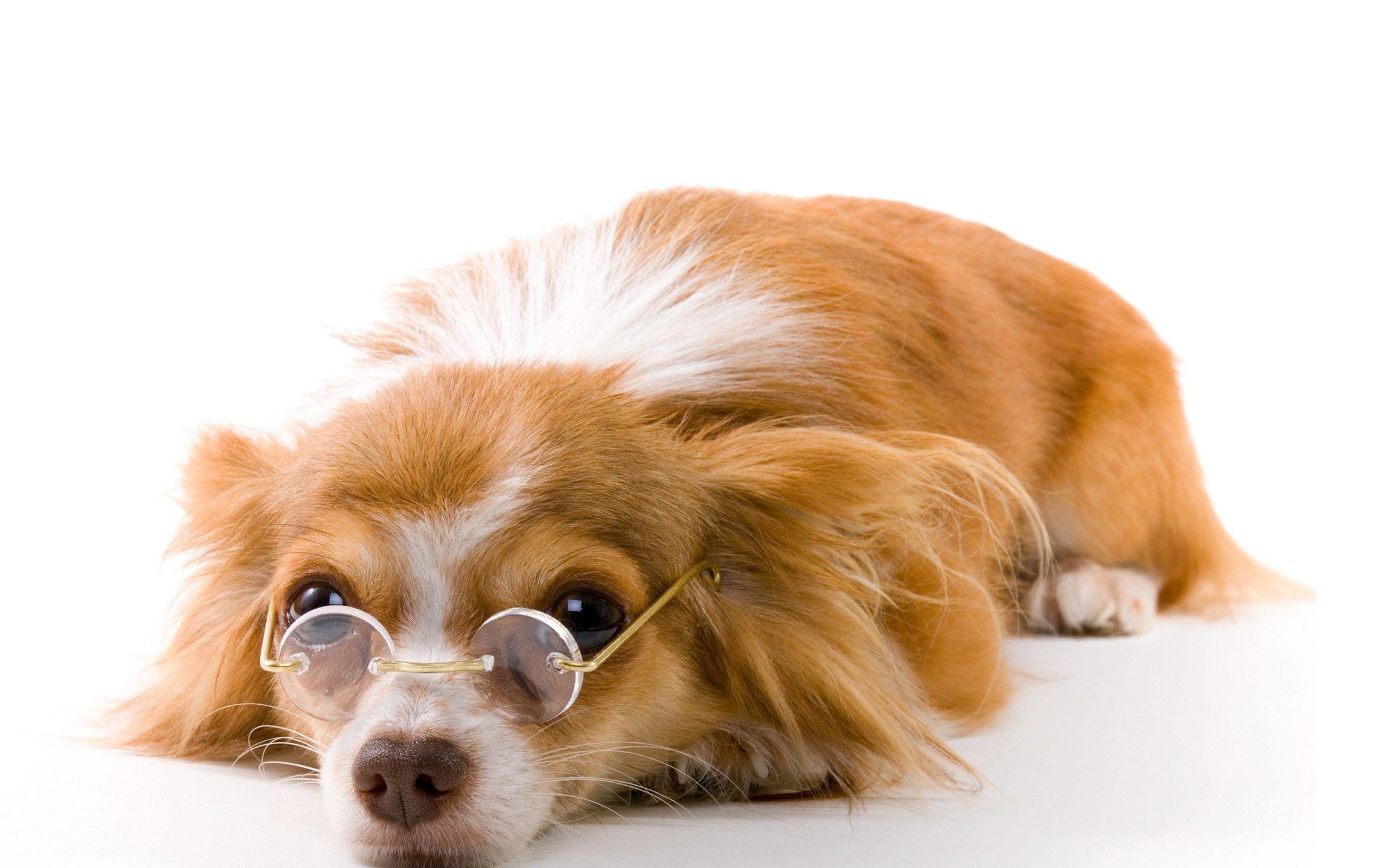 Cute Dogs with Glasses Wallpapers Top Free Cute Dogs with Glasses