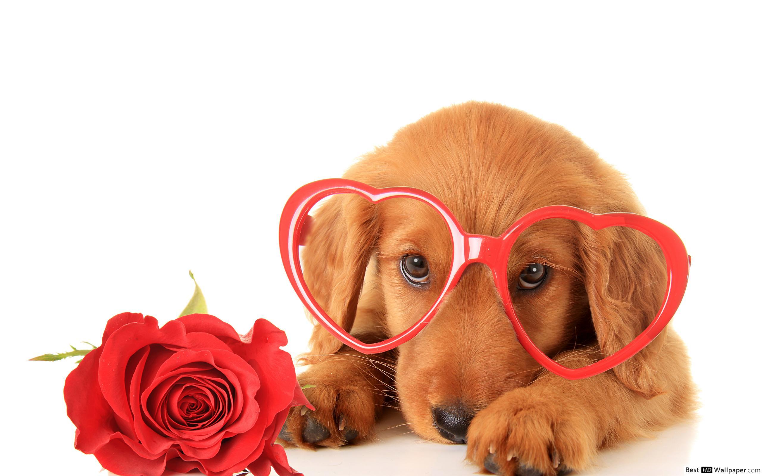 Cute Dogs with Glasses Wallpapers Top Free Cute Dogs with Glasses