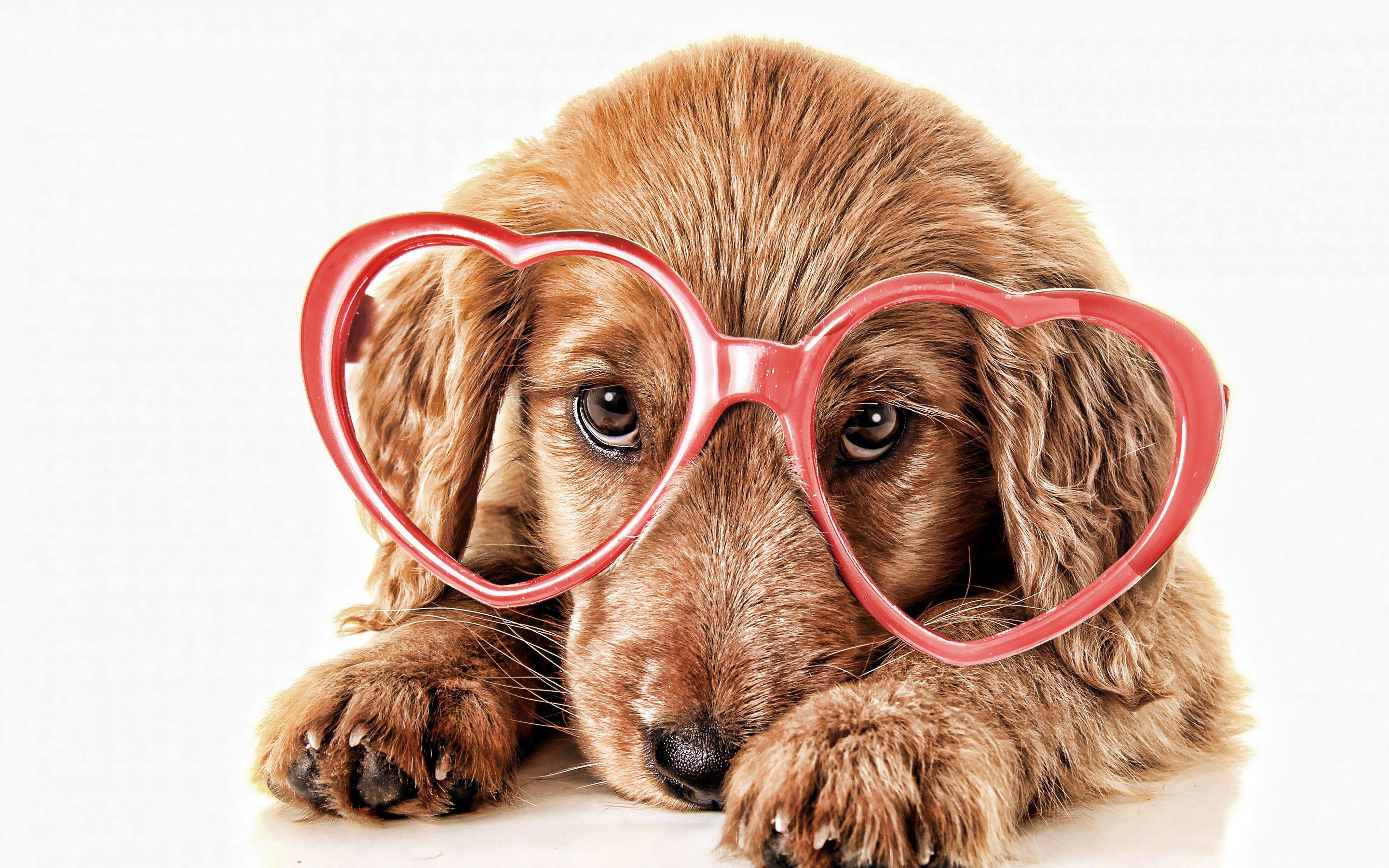 Cute Dogs with Glasses Wallpapers Top Free Cute Dogs with Glasses